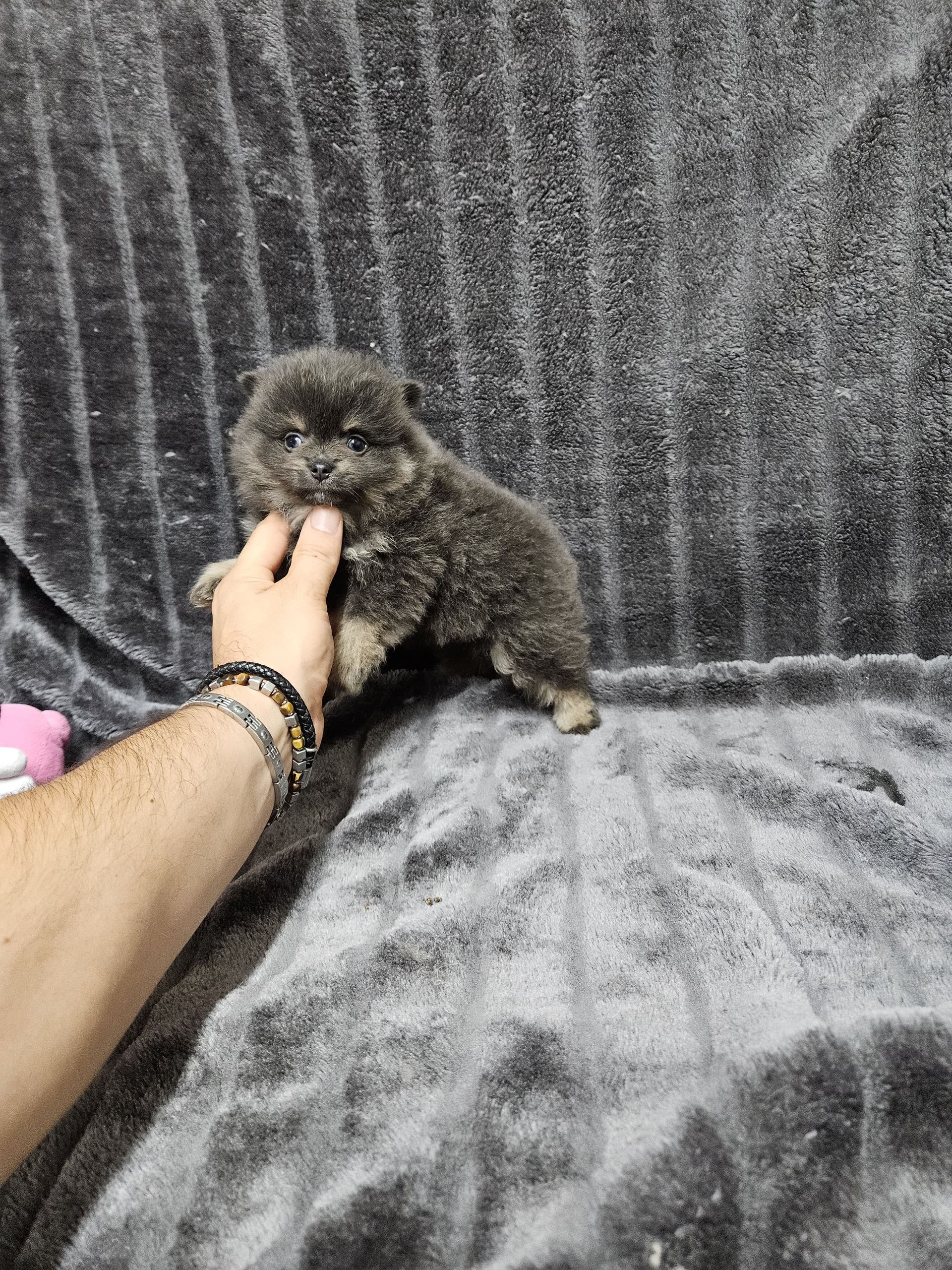 Chiot spitz disponible à l'adoption du Domaine des Petits Anges du Gers 