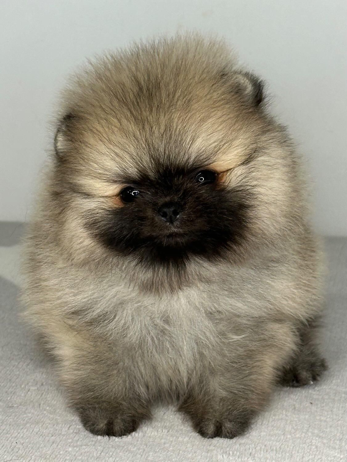 Poméranien blanc avec une truffe noire