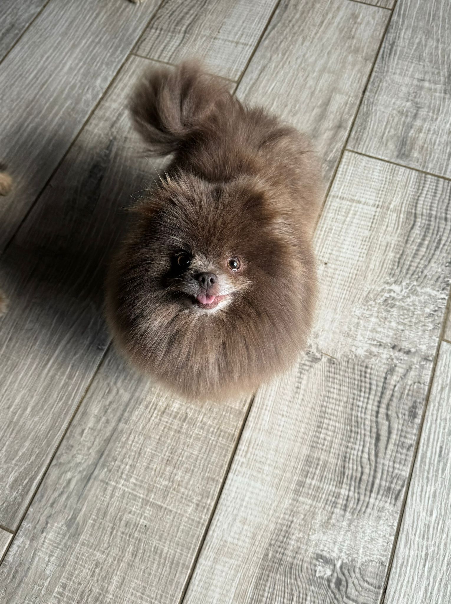 Femelle du Domaine des Petits Anges du Gers