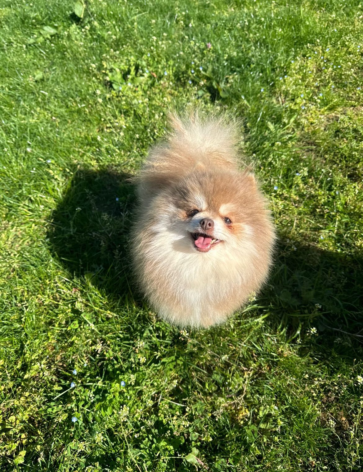 Jeune chien assis sur un rocher