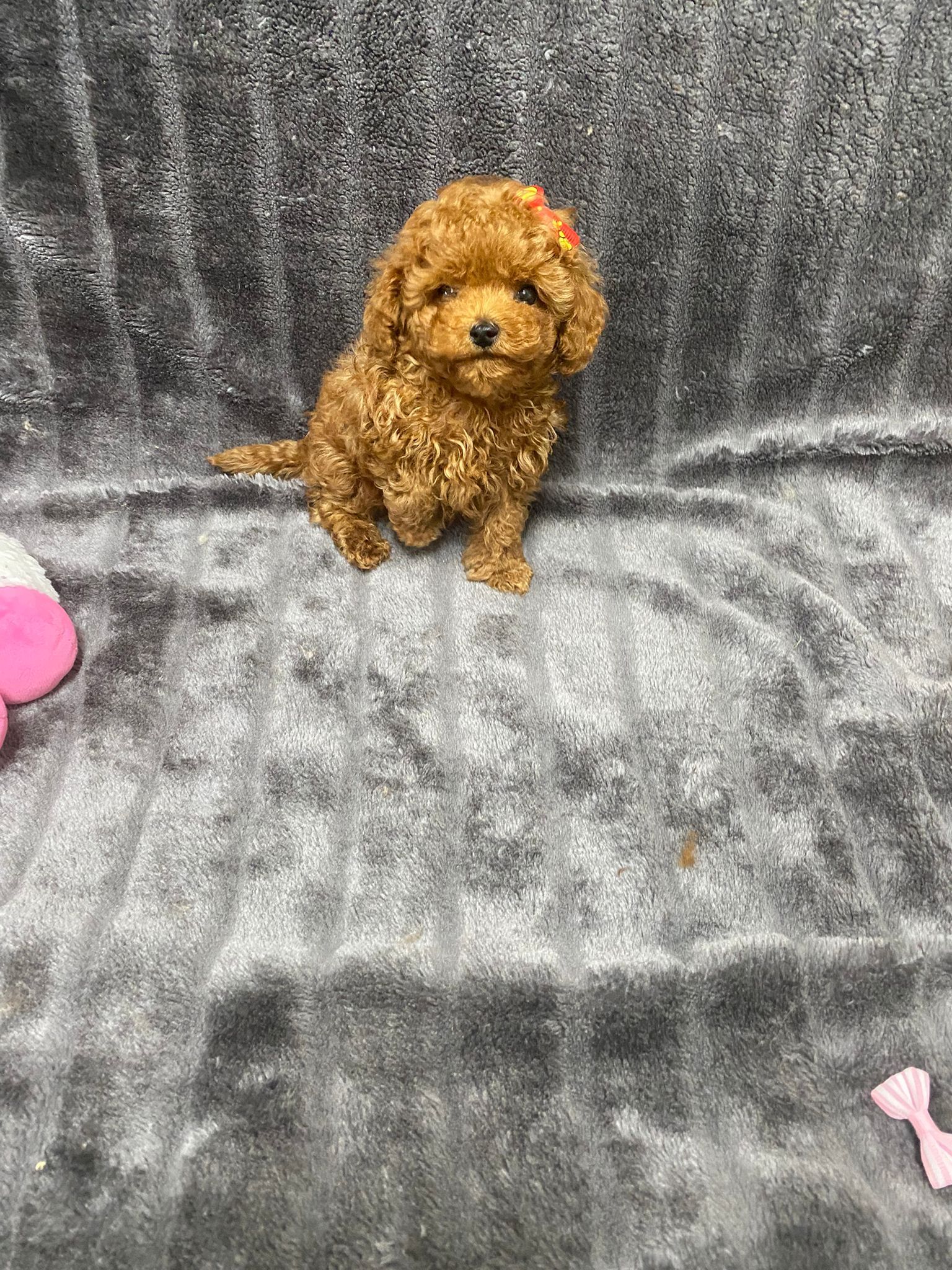 papa
teddy