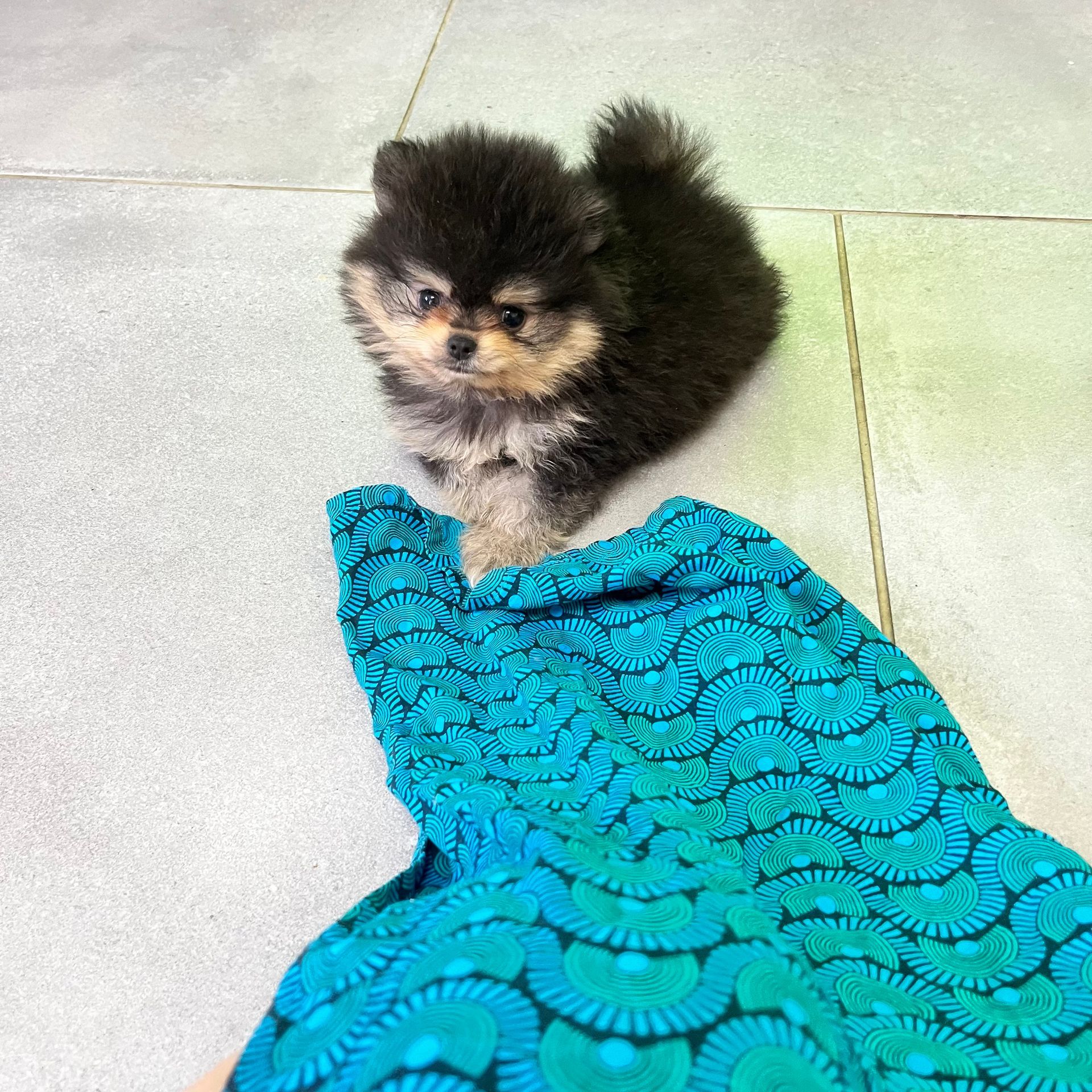 Petit poméranien jouant avec un tissu bleu