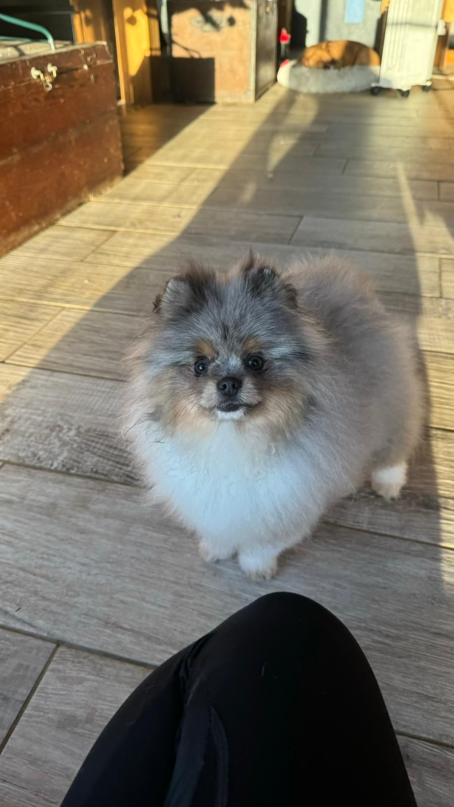 Mâle spitz du Domaine des Petits Anges du Gers 