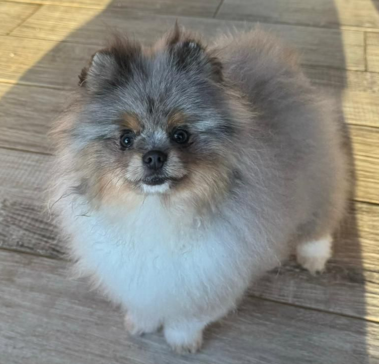 Chiot spitz noir disponible à l'adoption au Domaine des Petits Anges du Gers 