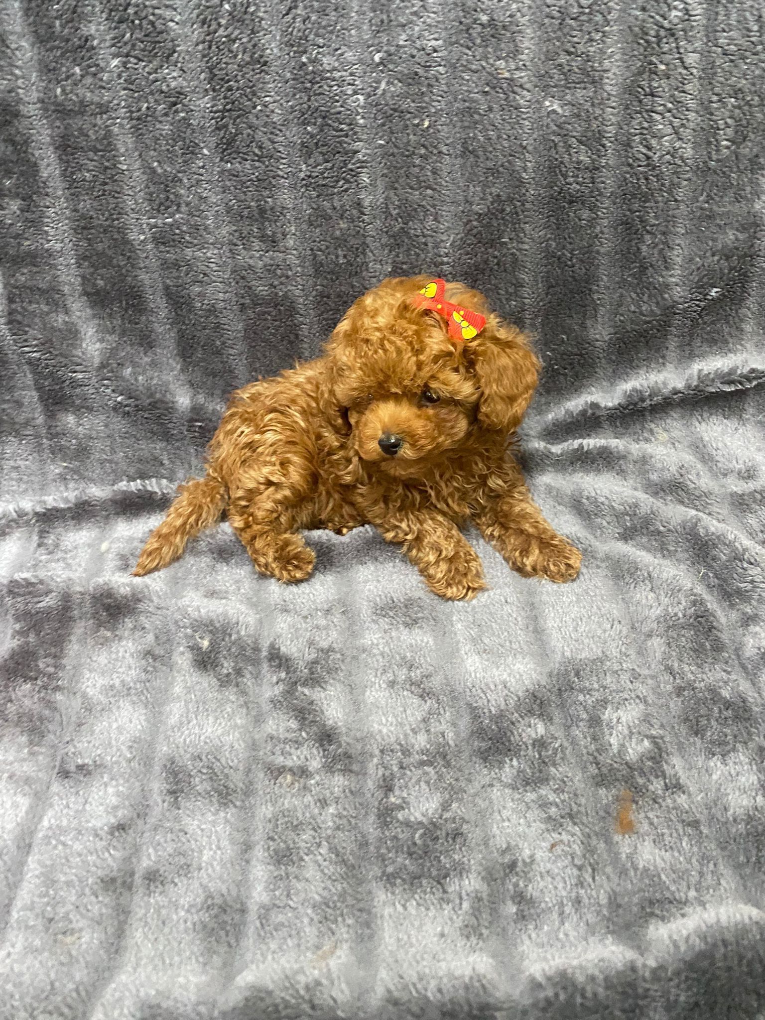 Chiot Choopy