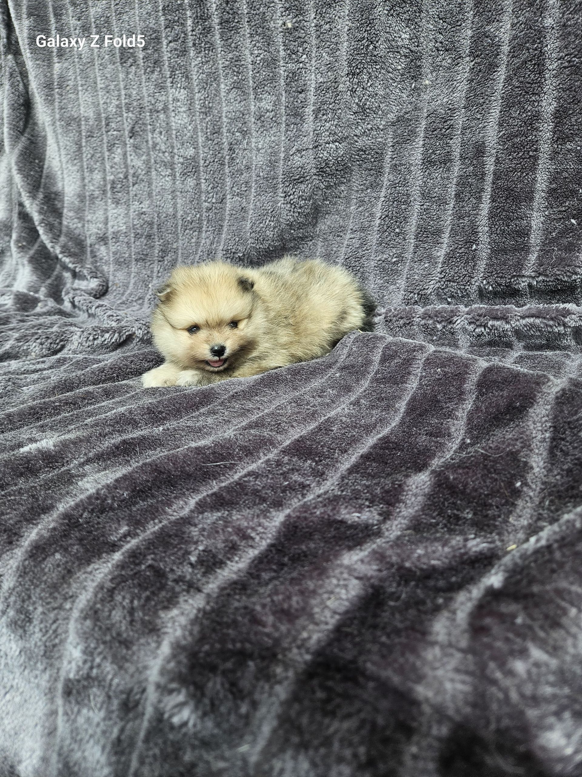 Petit spitz bleu merle