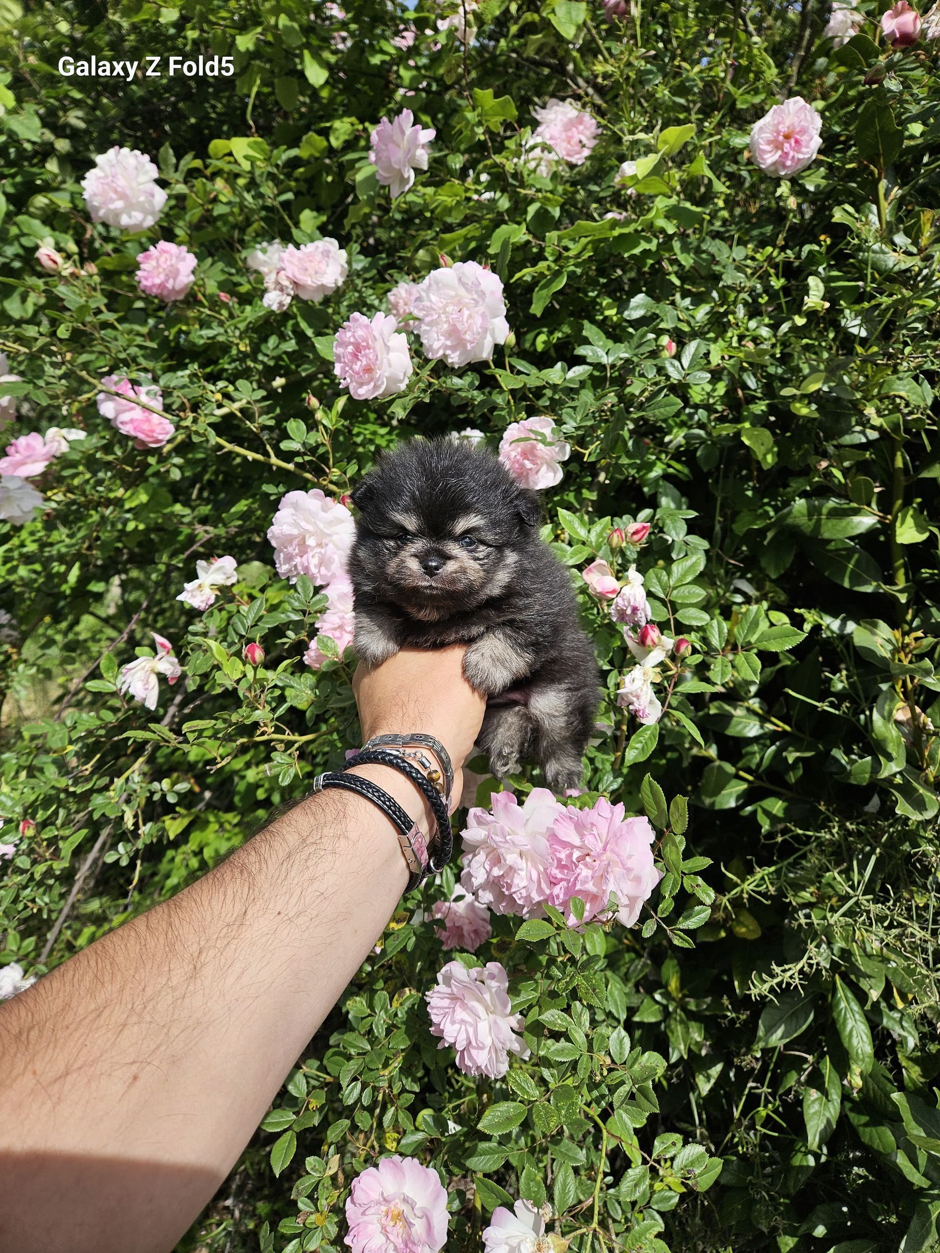 Petit spitz bleu merle