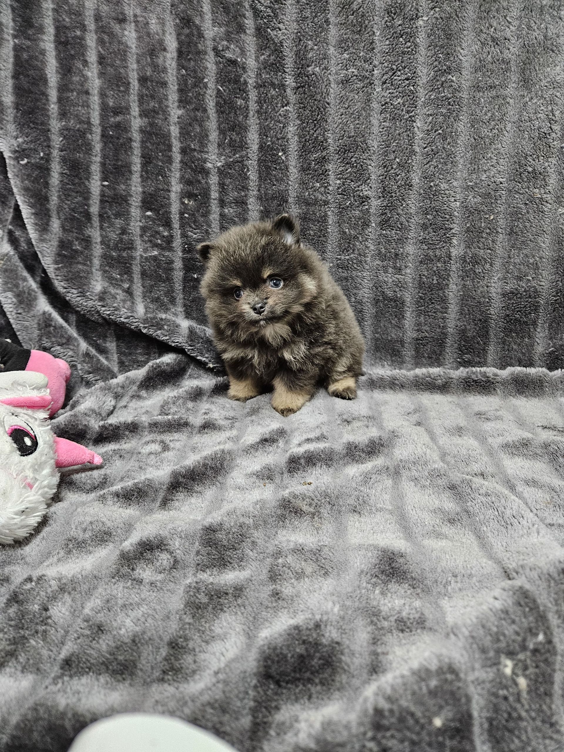 Chiot brun spitz à l'adoption du Domaine des Petits Anges du Gers 