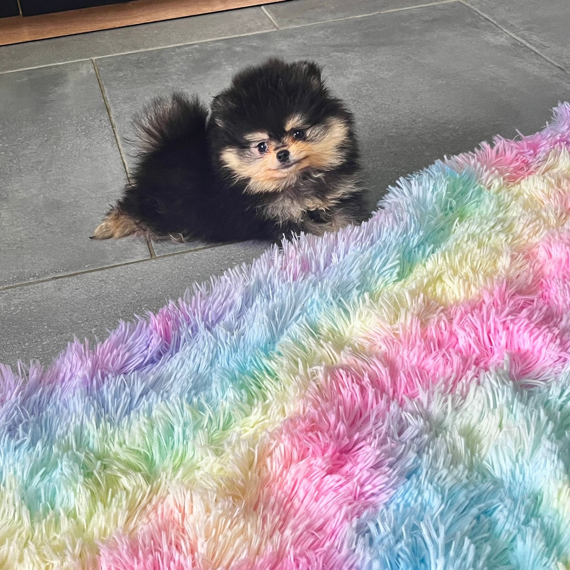 Chiot à côté d'un tapis arc-en-ciel