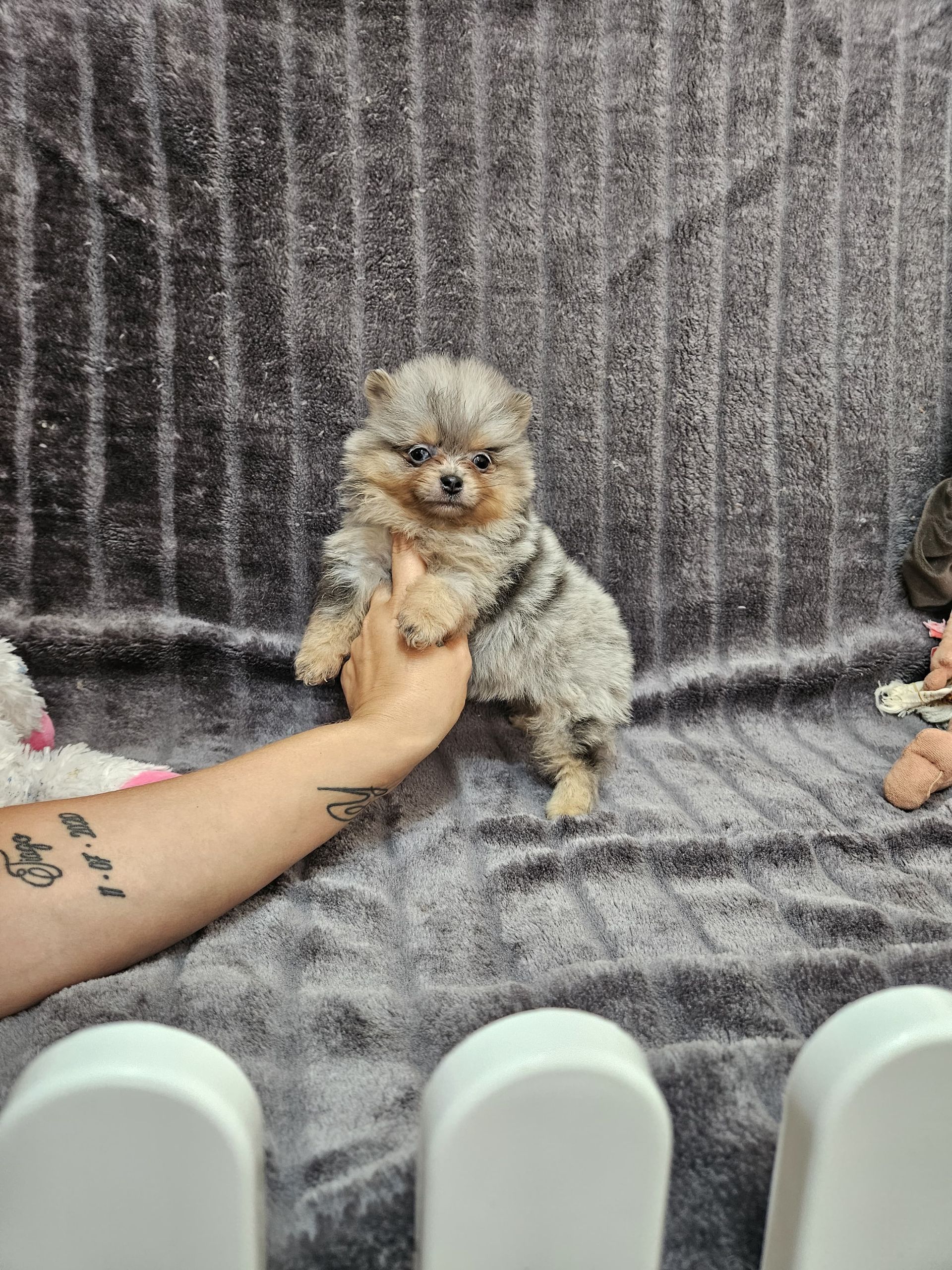 Chiot César du Domaine des Petits Anges du Gers 