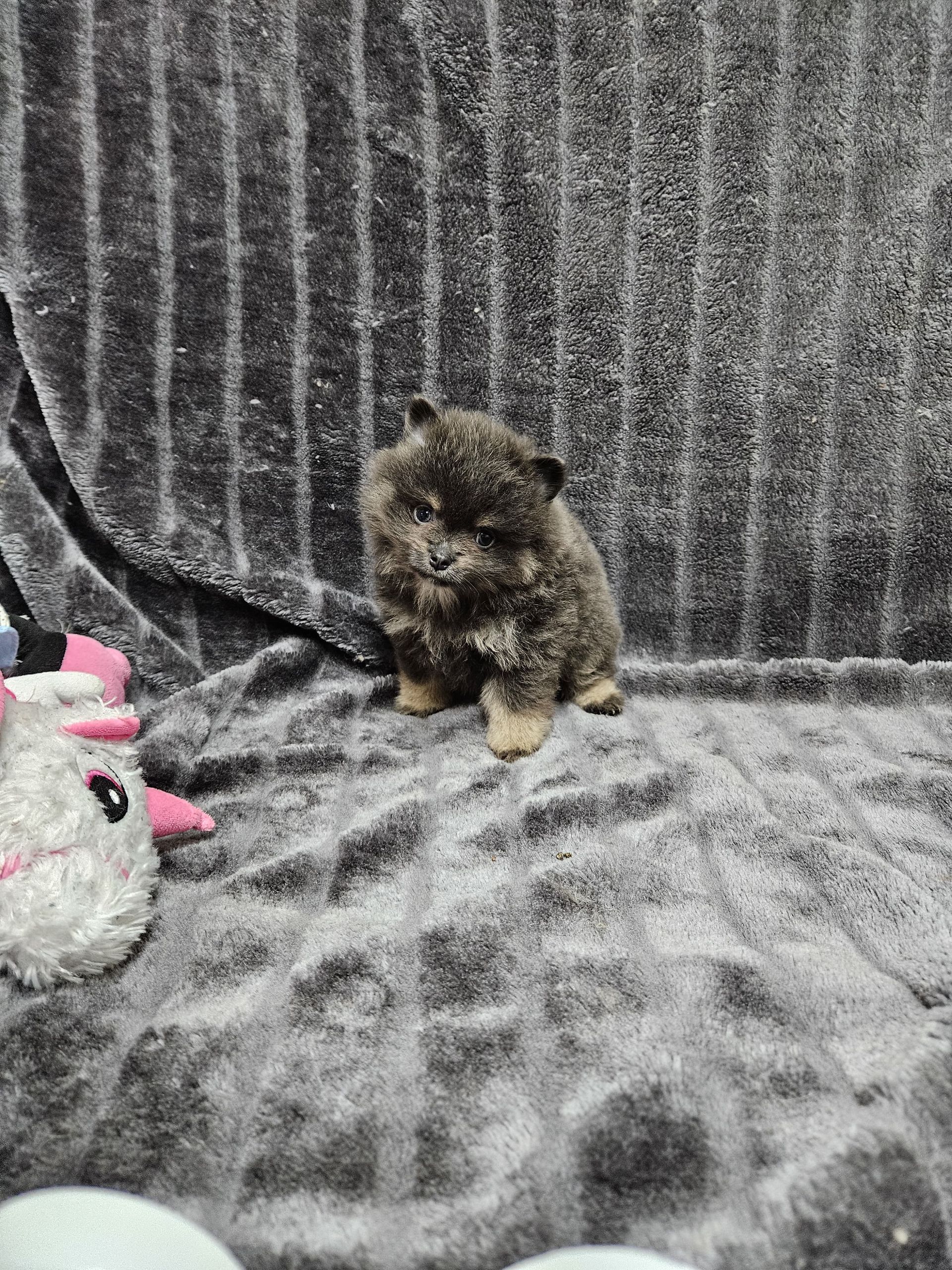 Chiot spitz à l'adoption du Domaine des Petits Anges du Gers 