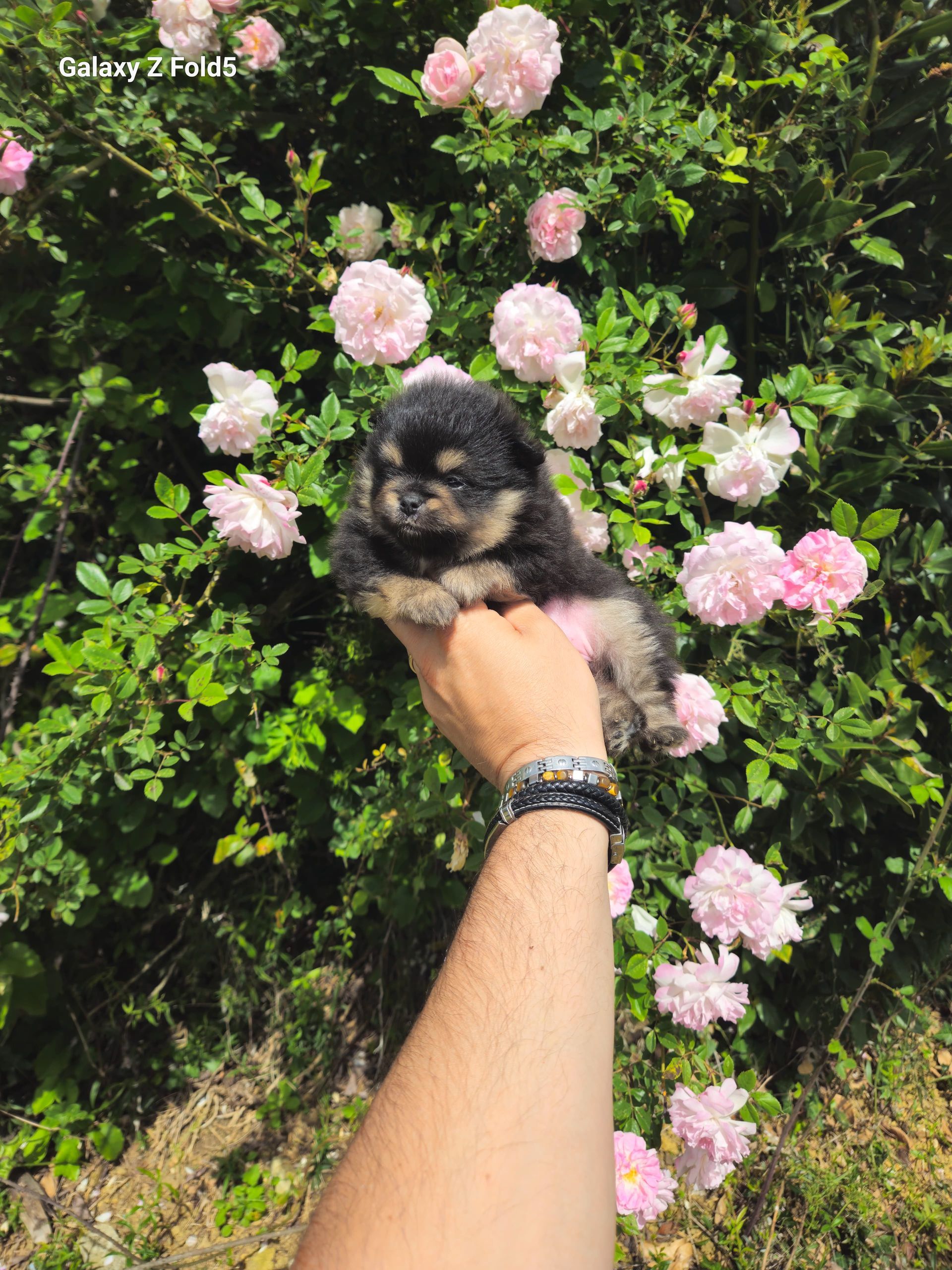 Petit spitz bleu merle