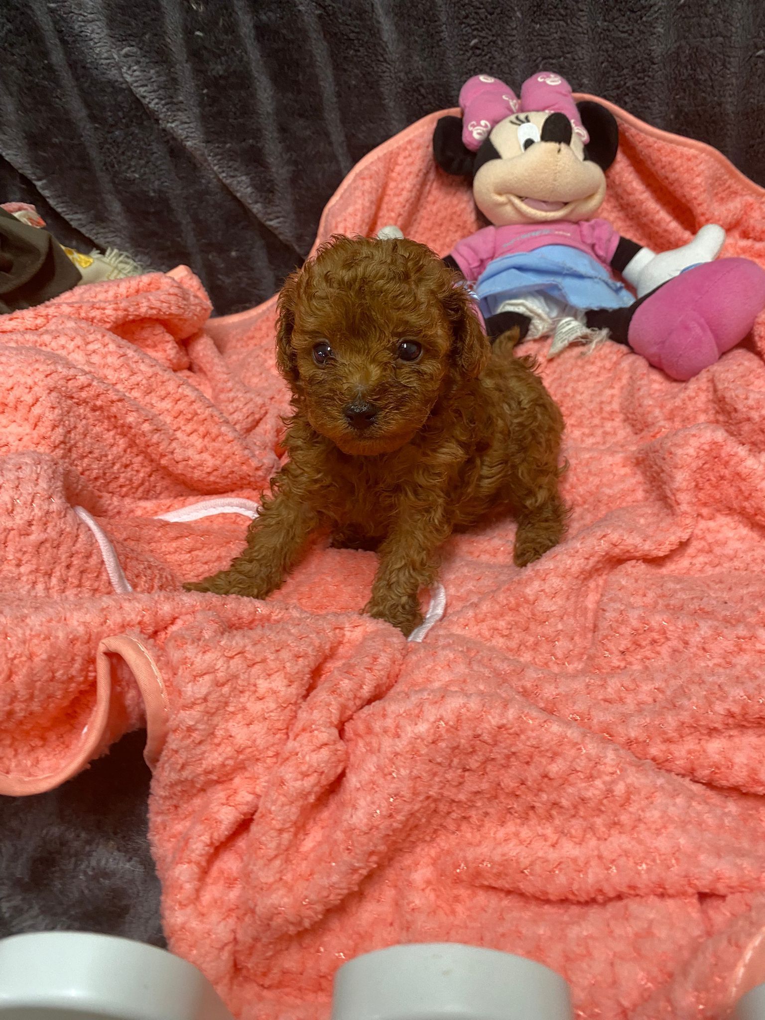 papa
teddy