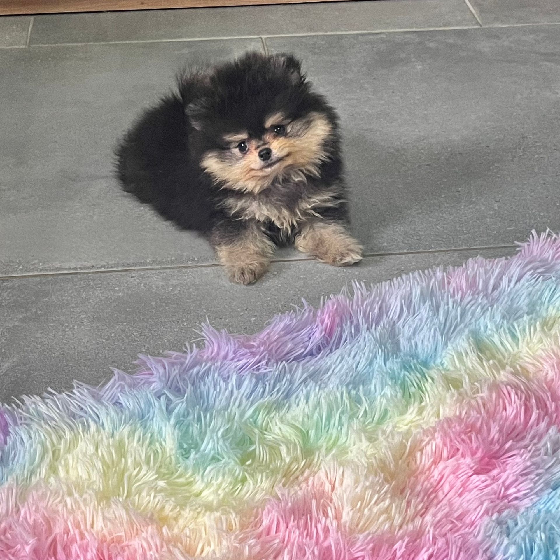 Chiot noir et blanc