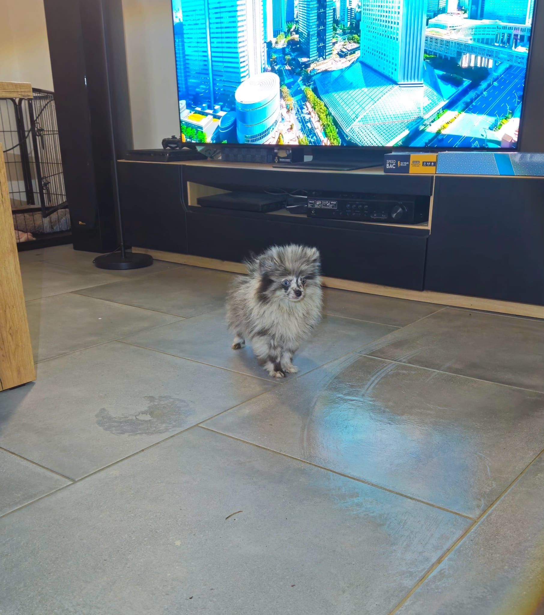 Petit spitz bleu merle