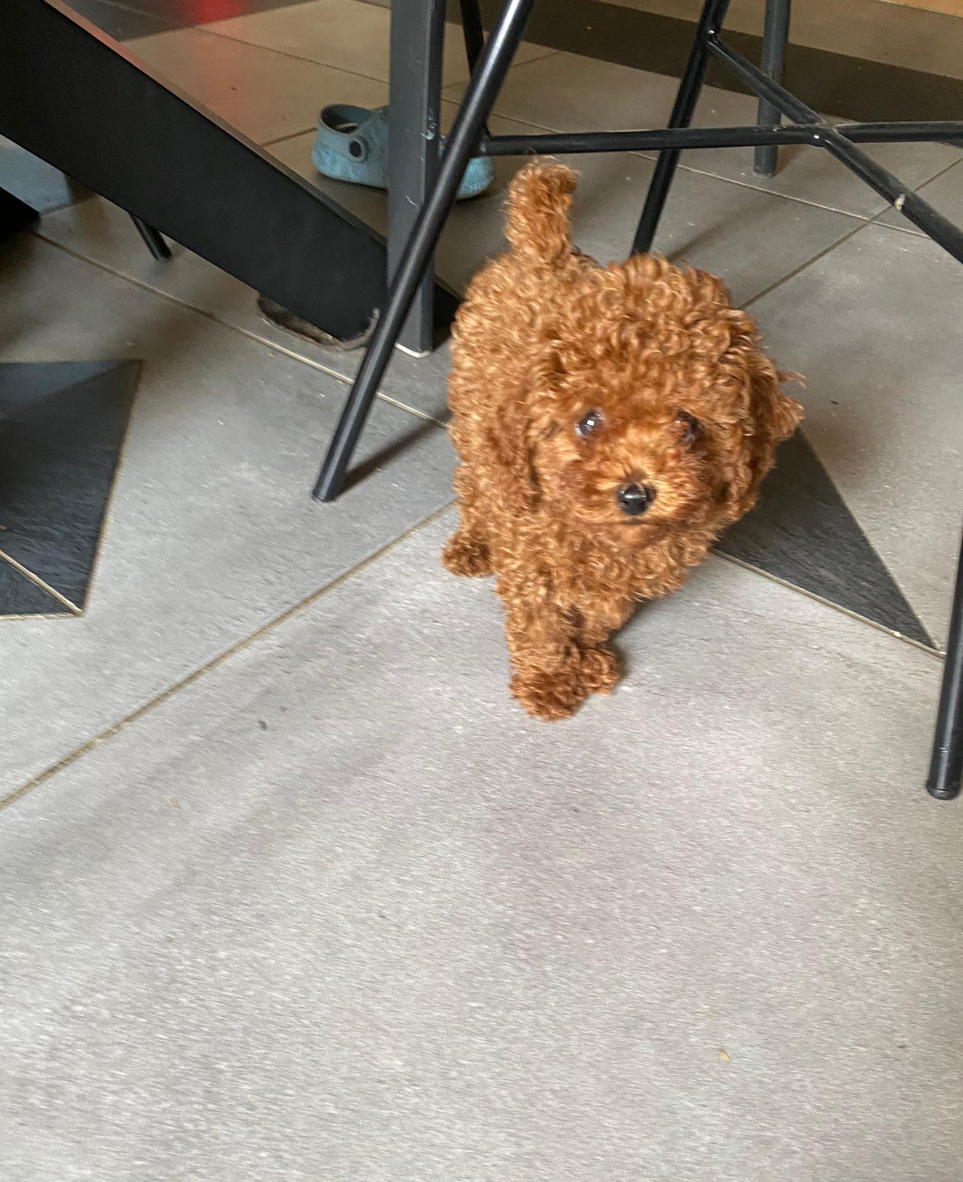 Chiot Griotte