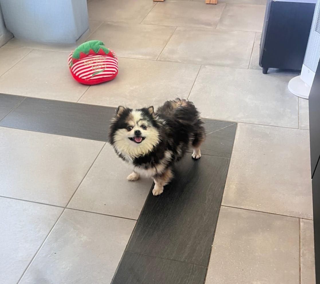 Chiot spitz noir disponible à l'adoption au Domaine des Petits Anges du Gers 