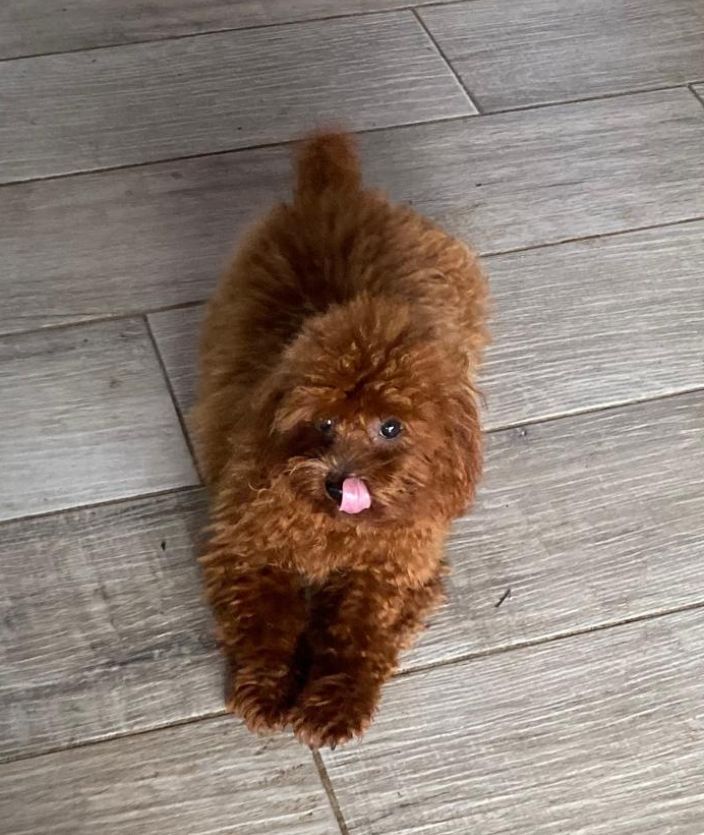 Caniche Raya