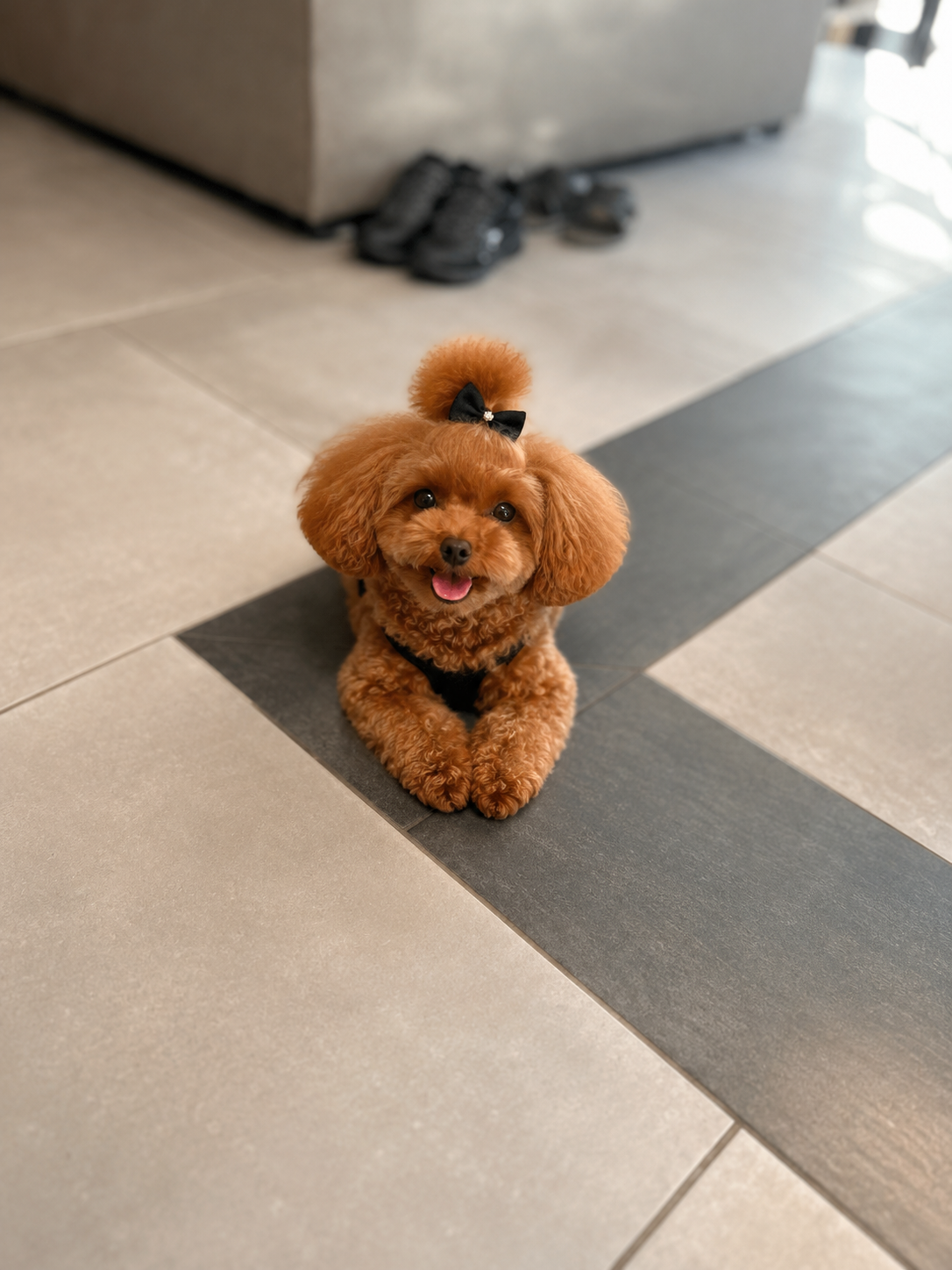 Caniche mookie