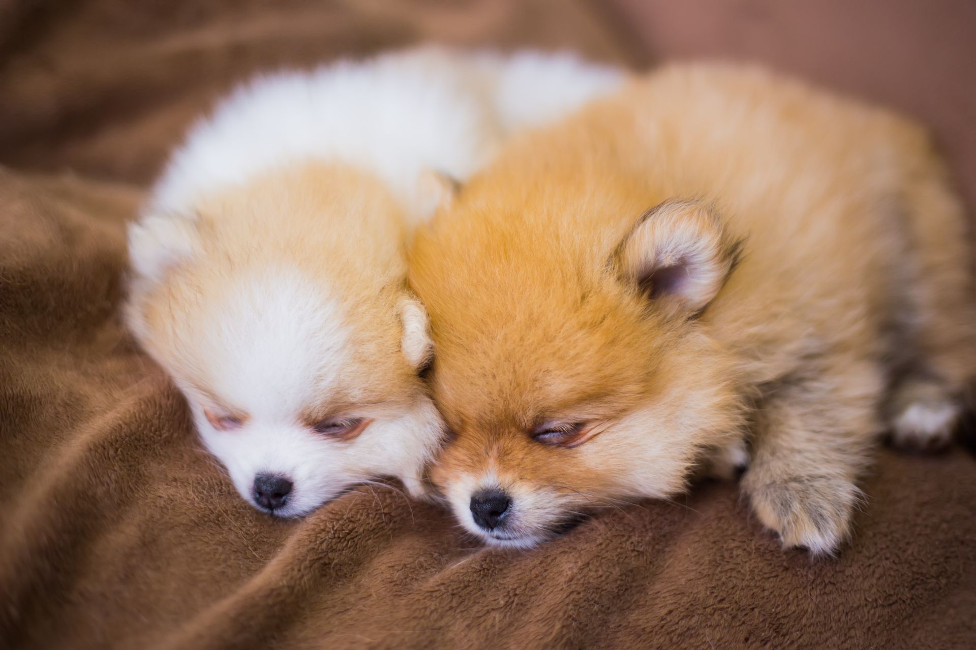 Deux chiens côte à côte en train de dormir