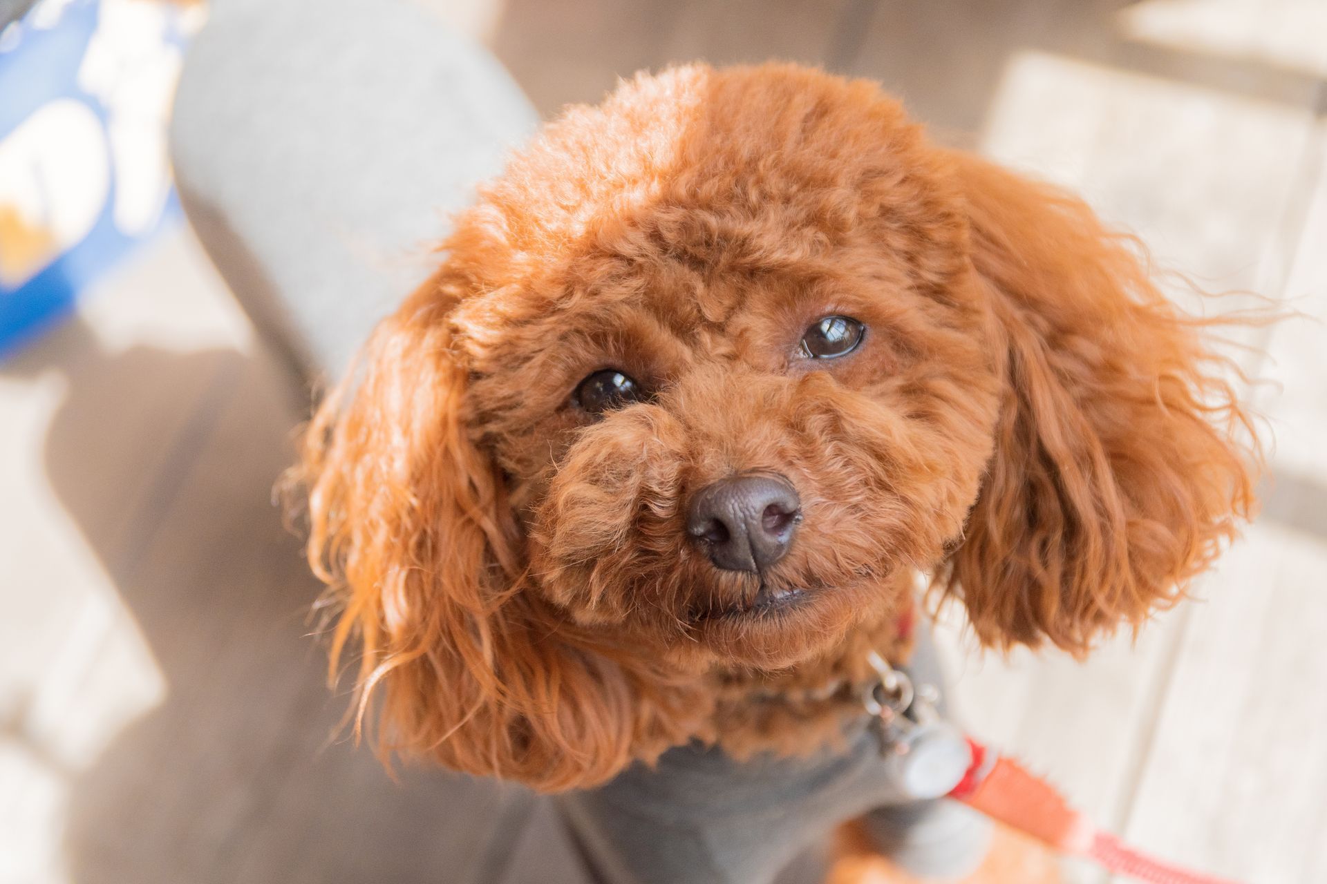 Caniche toy heureux et souriant