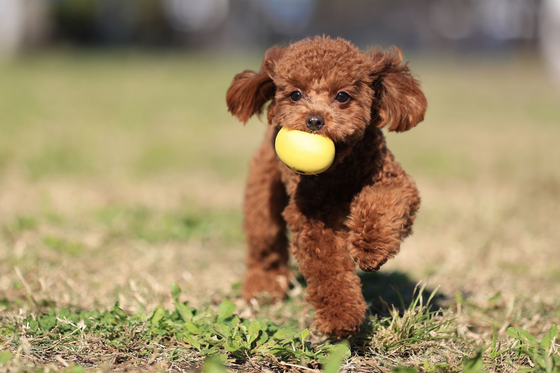 Caniche toy avec une balle dans la gueule