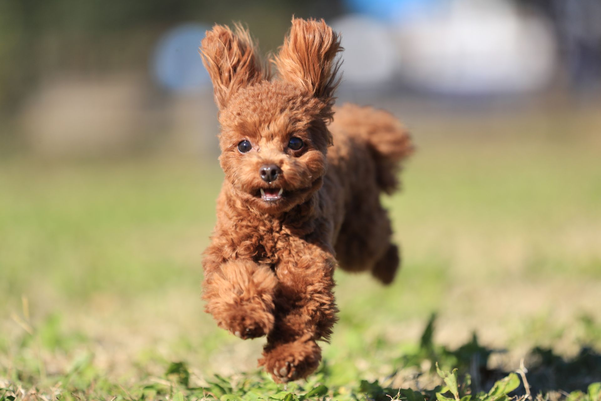 Jeune caniche toy en pleine course