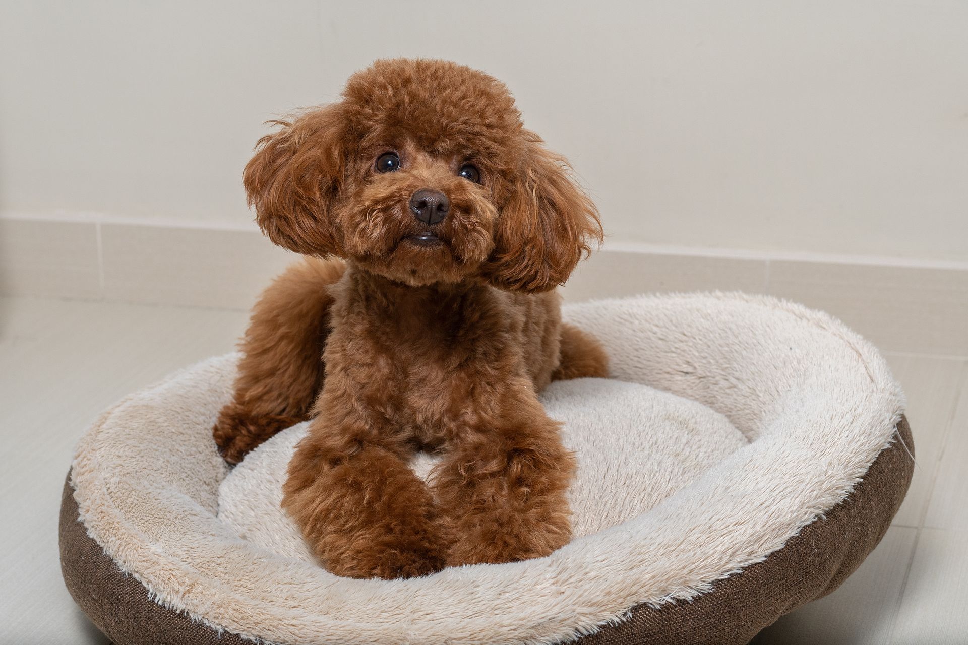 Caniche toy marron dans son panier