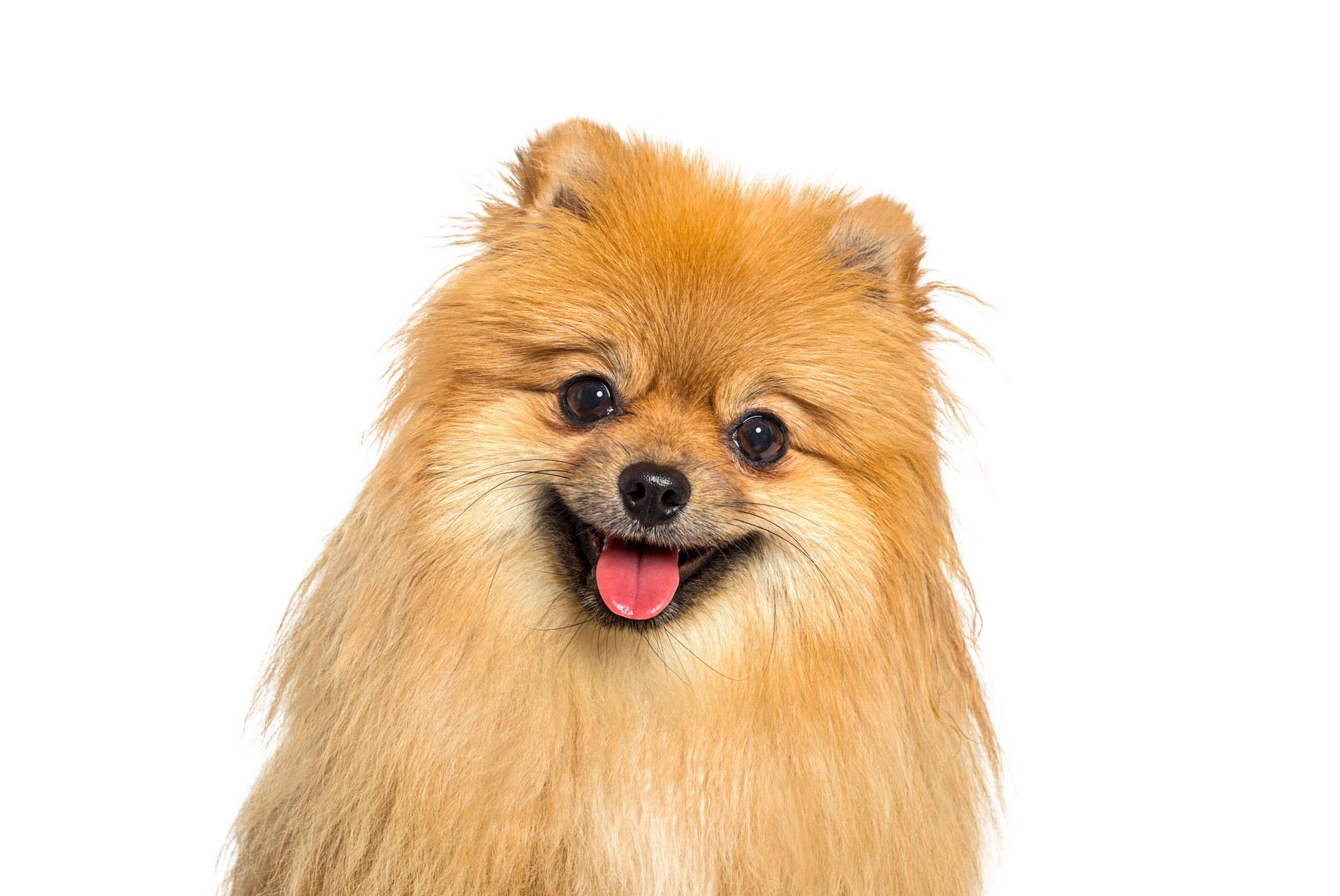 Chien souriant