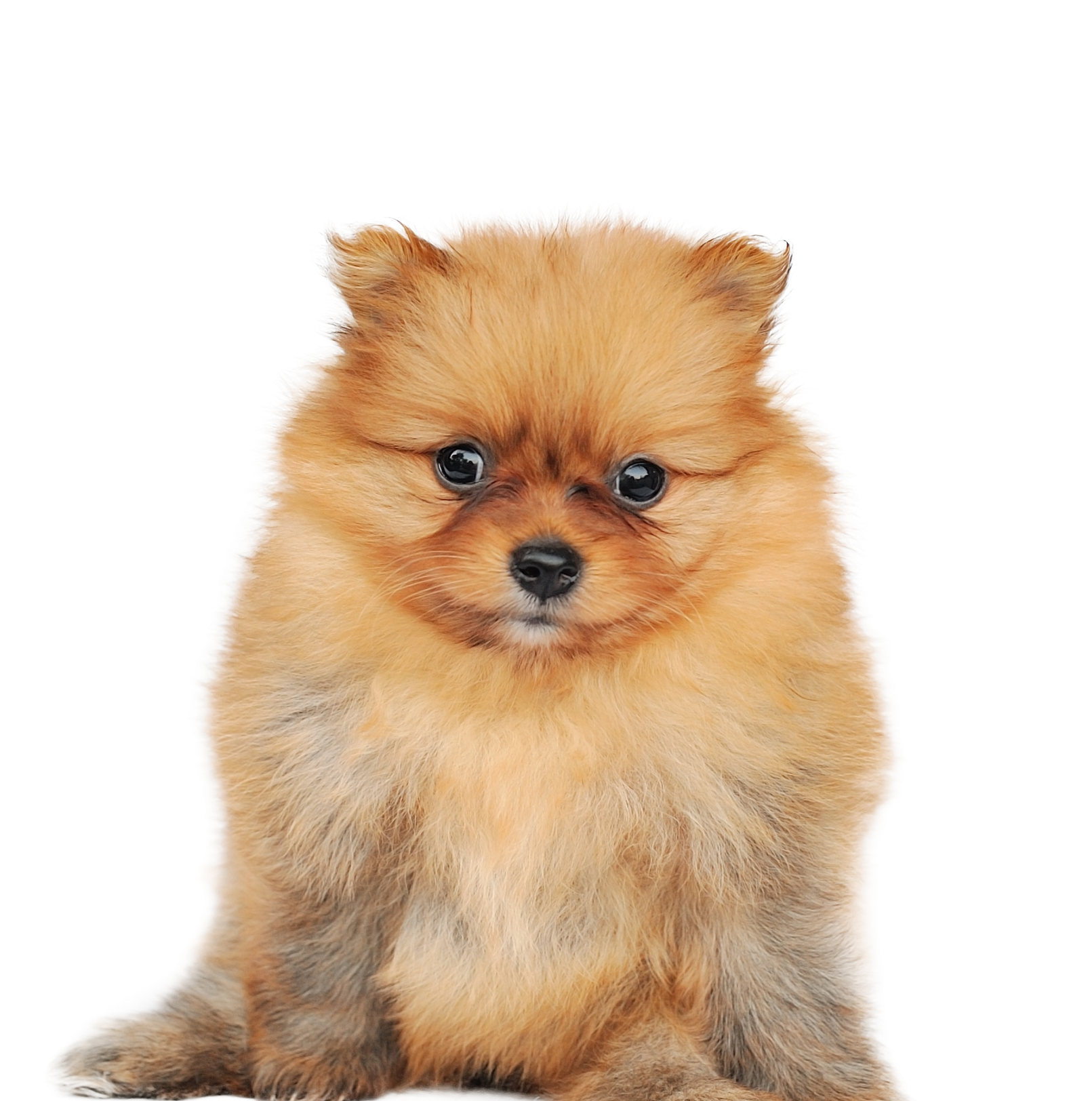 Spitz nain regardant devant lui