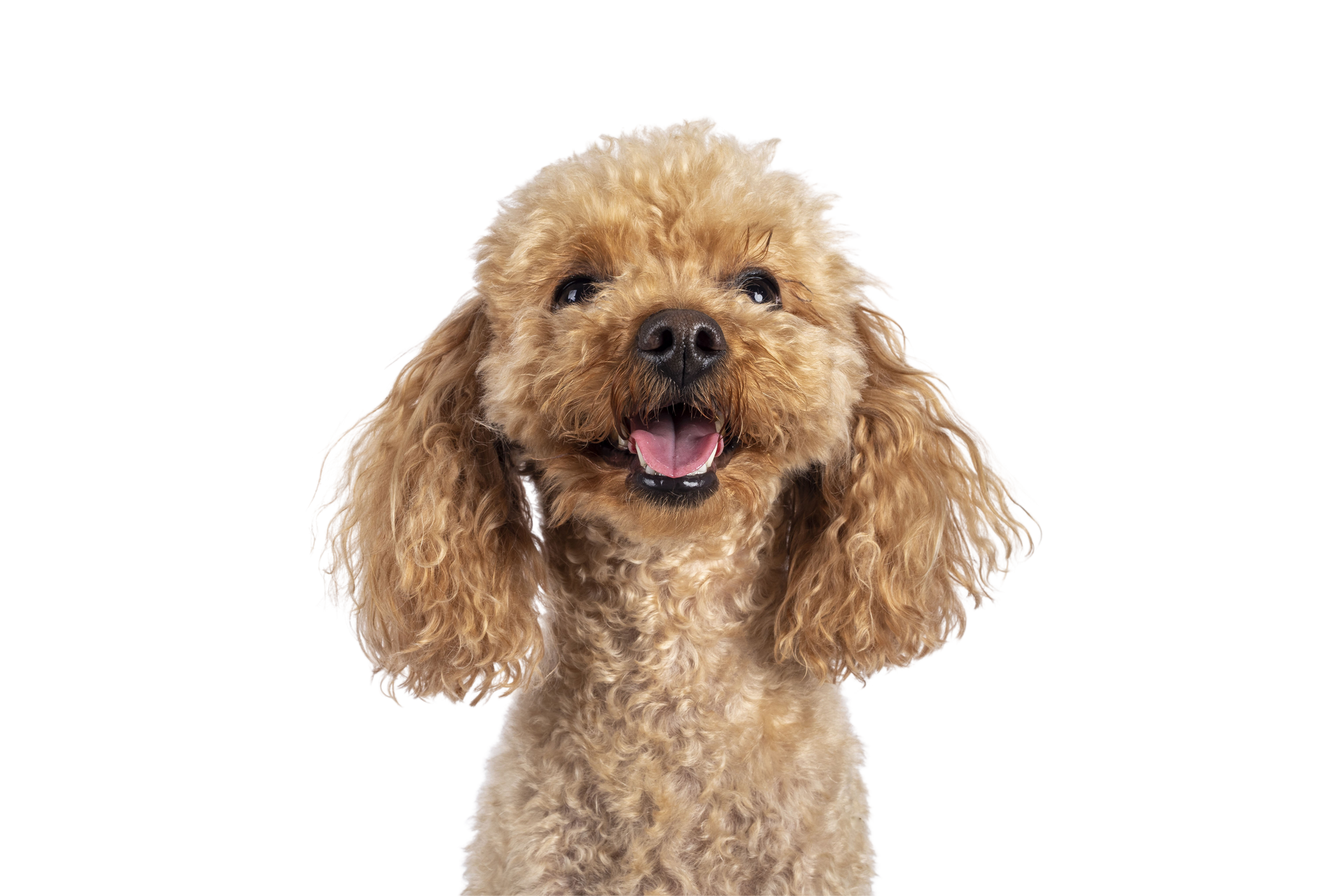 Jeune chien heureux
