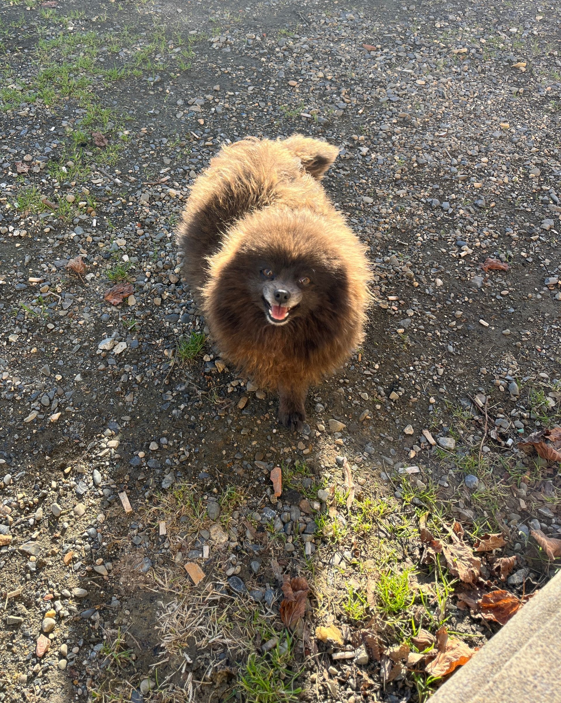 Chiot spitz noir disponible à l'adoption au Domaine des Petits Anges du Gers 