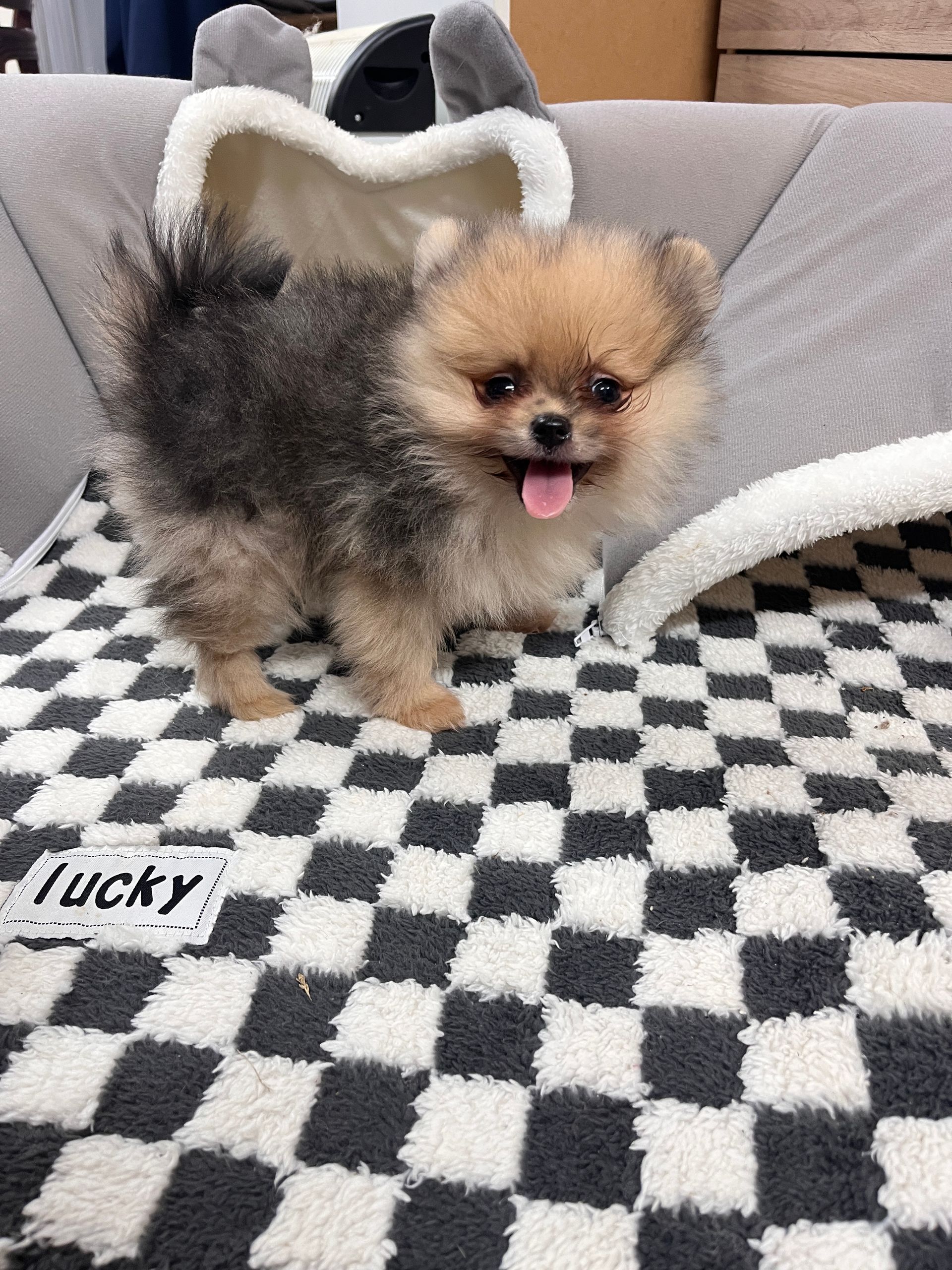 Chiot spitz noir disponible à l'adoption au Domaine des Petits Anges du Gers 