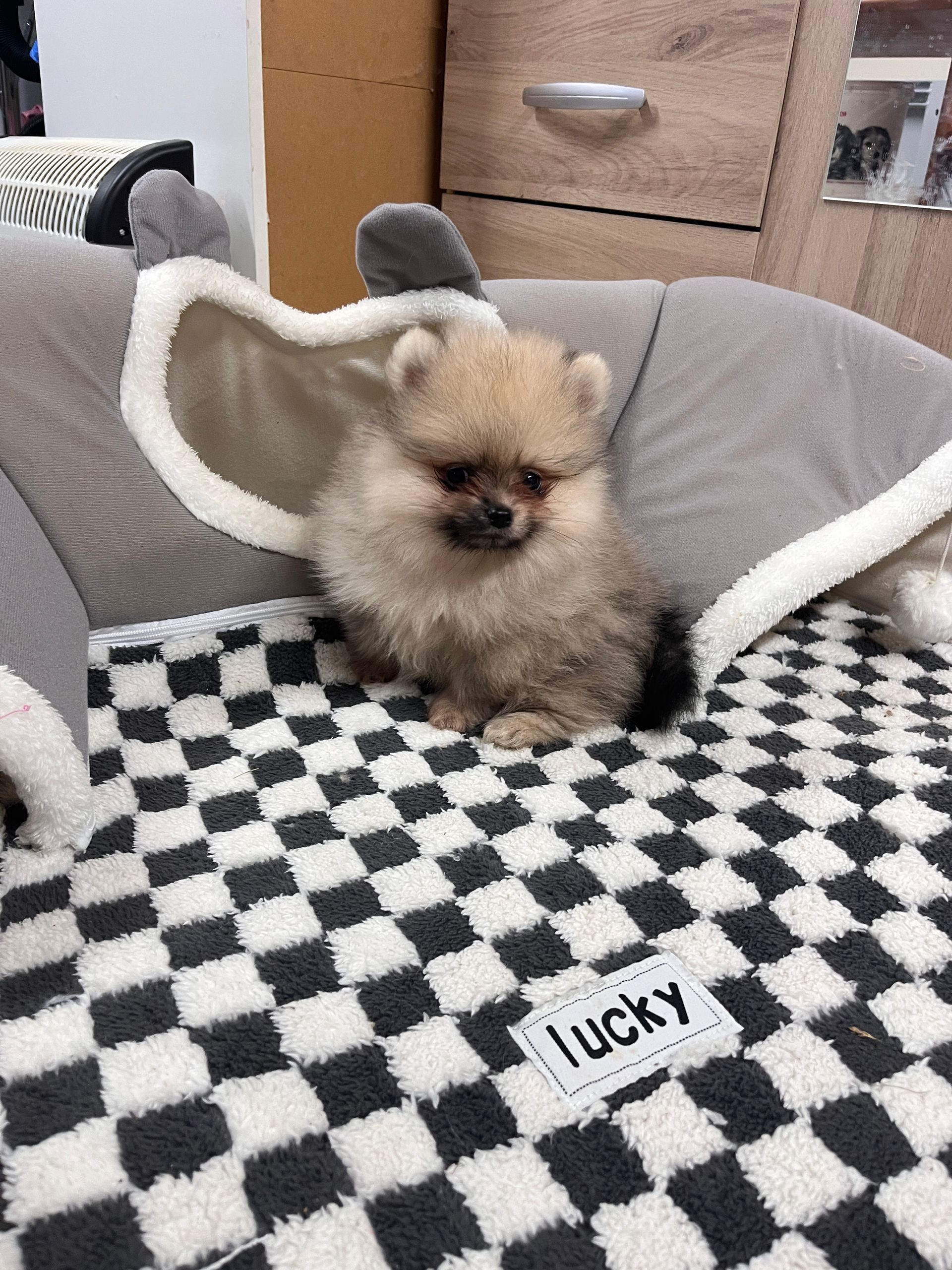 Chiot spitz noir disponible à l'adoption au Domaine des Petits Anges du Gers 