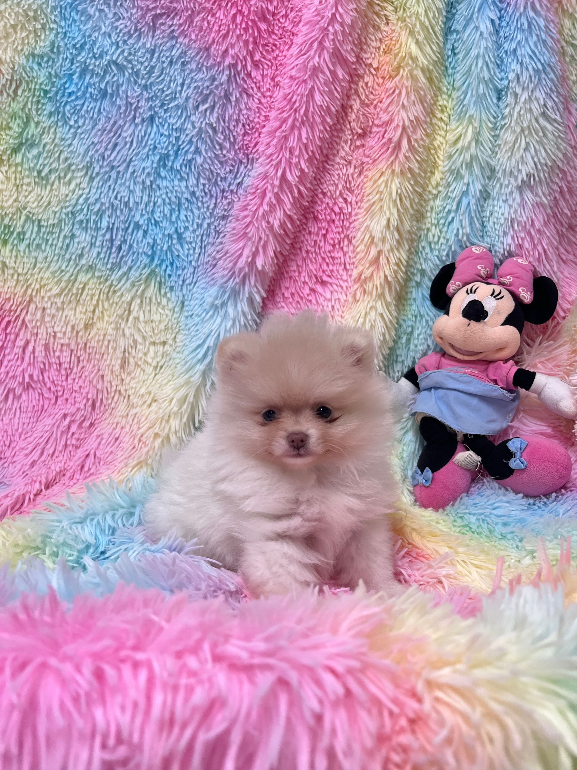 Chiot spitz noir disponible à l'adoption au Domaine des Petits Anges du Gers 