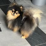 Spitz marron et noir