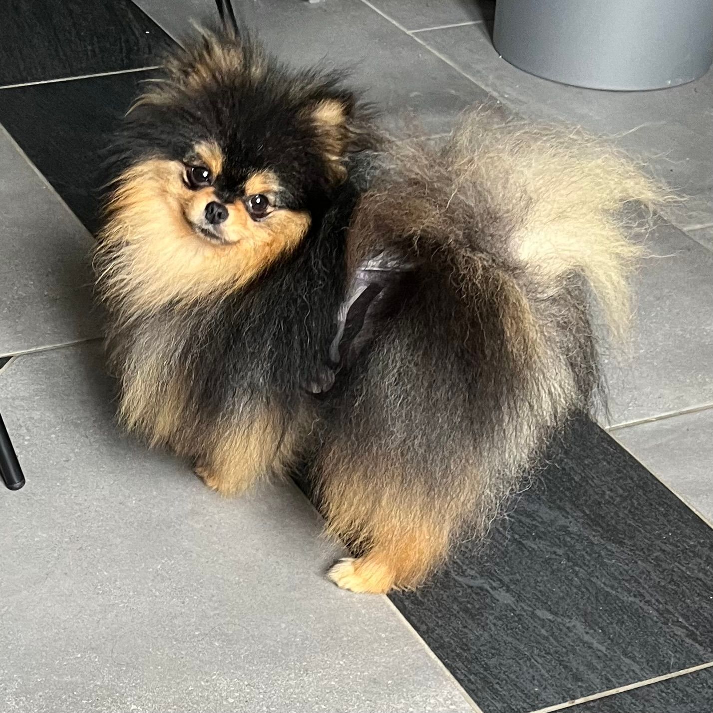 Spitz marron et noir