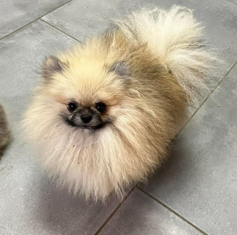 Chiot spitz noir 2025 du Domaine des Petits Anges du Gers 