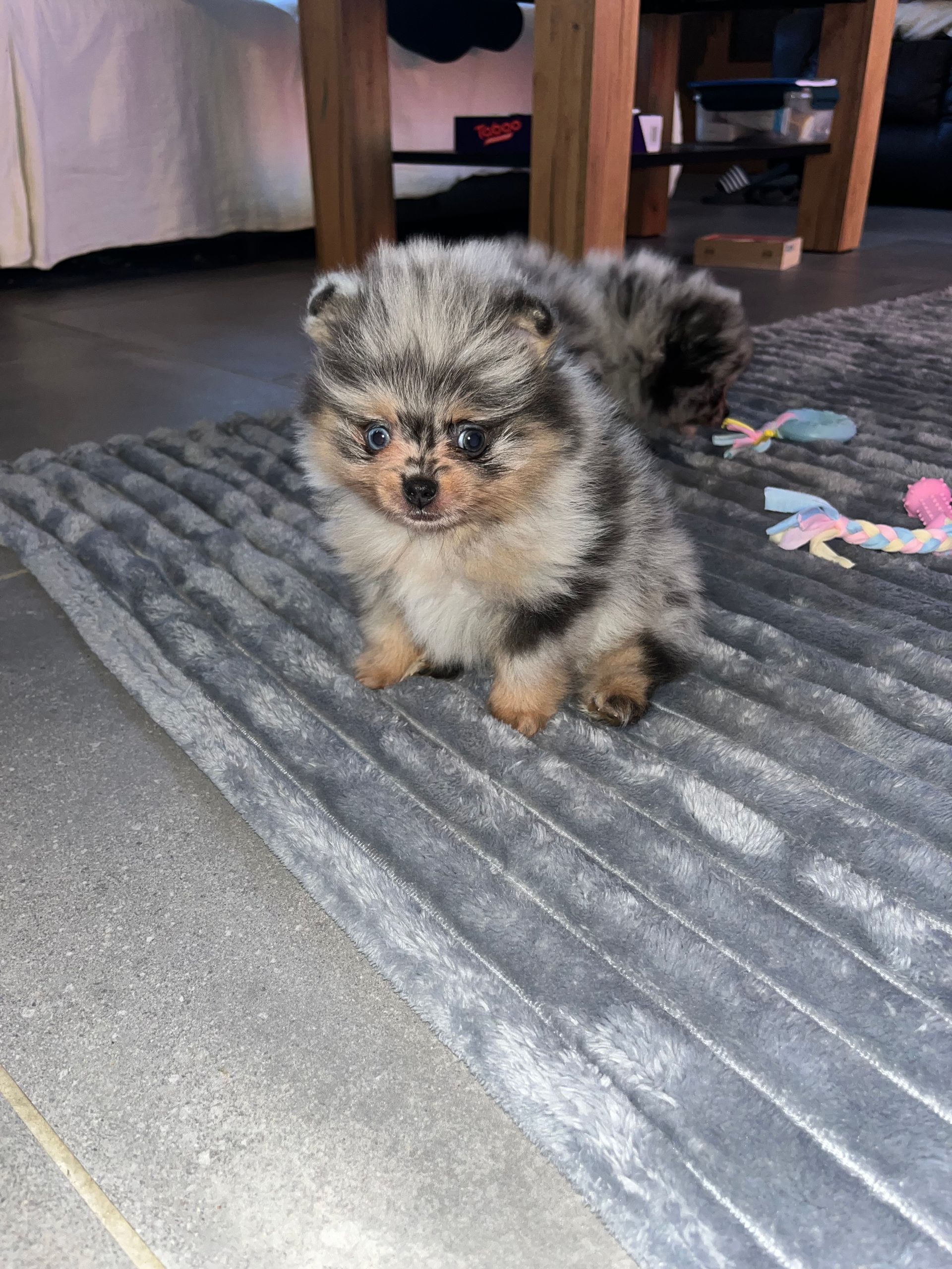 Petit poméranien du Domaine des Petits Anges du Gers