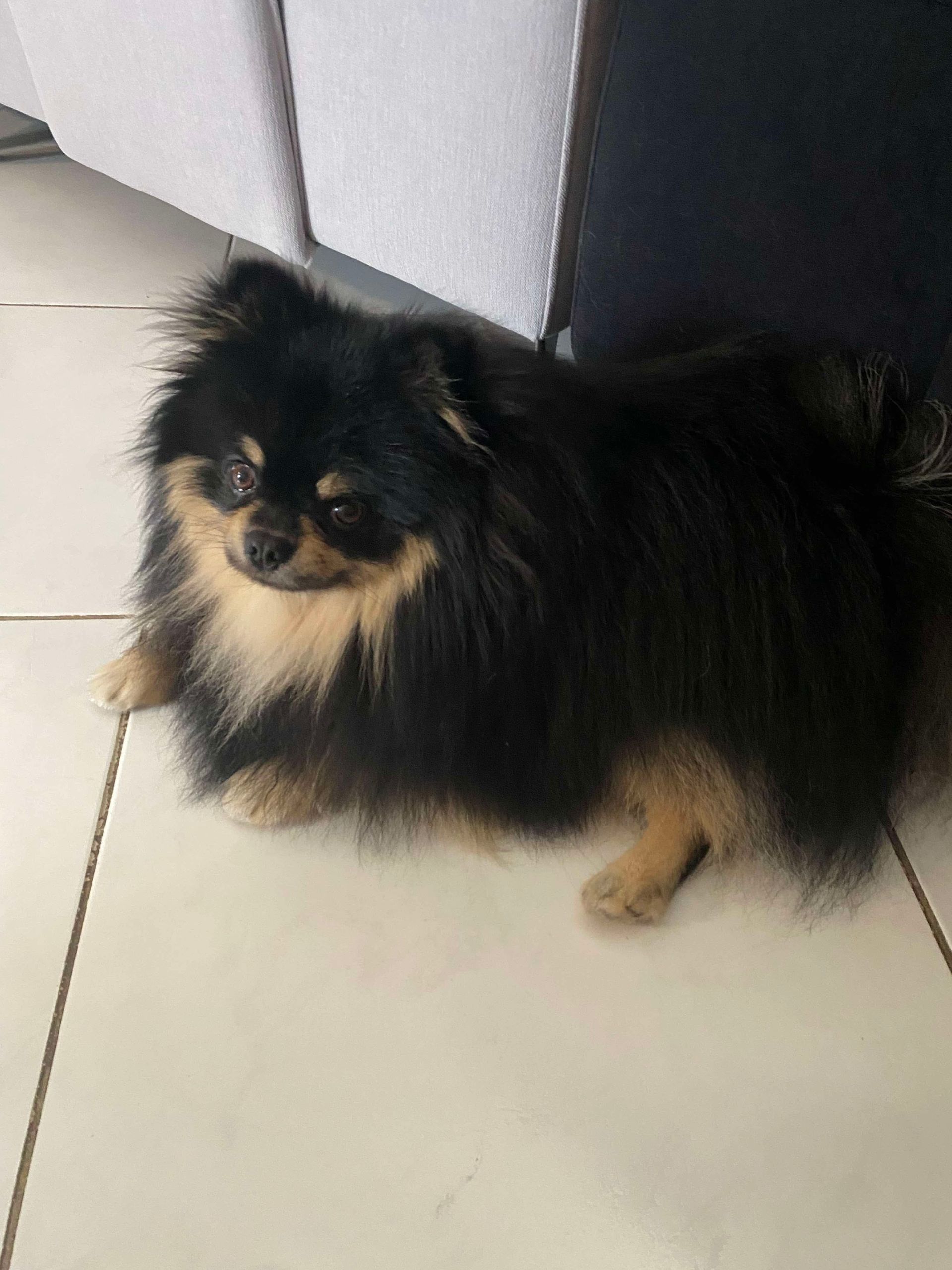 Chien adulte du Domaine des Petits Anges du Gers 