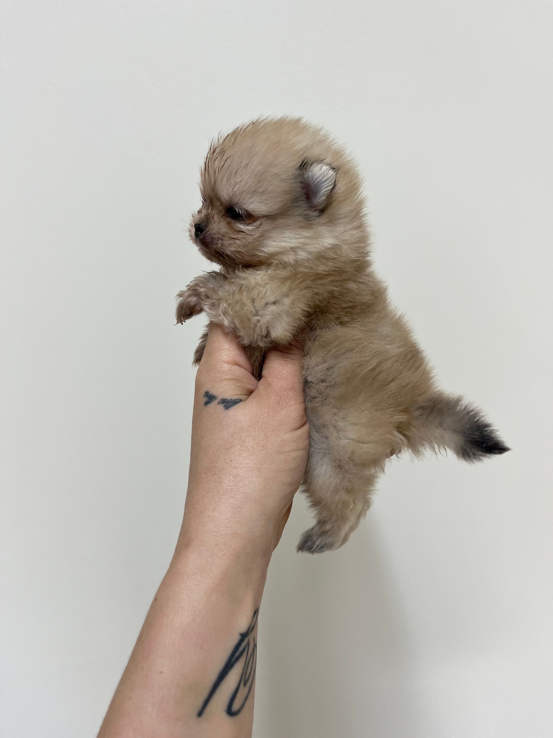 Chiot spitz au pelage dense et éclatant