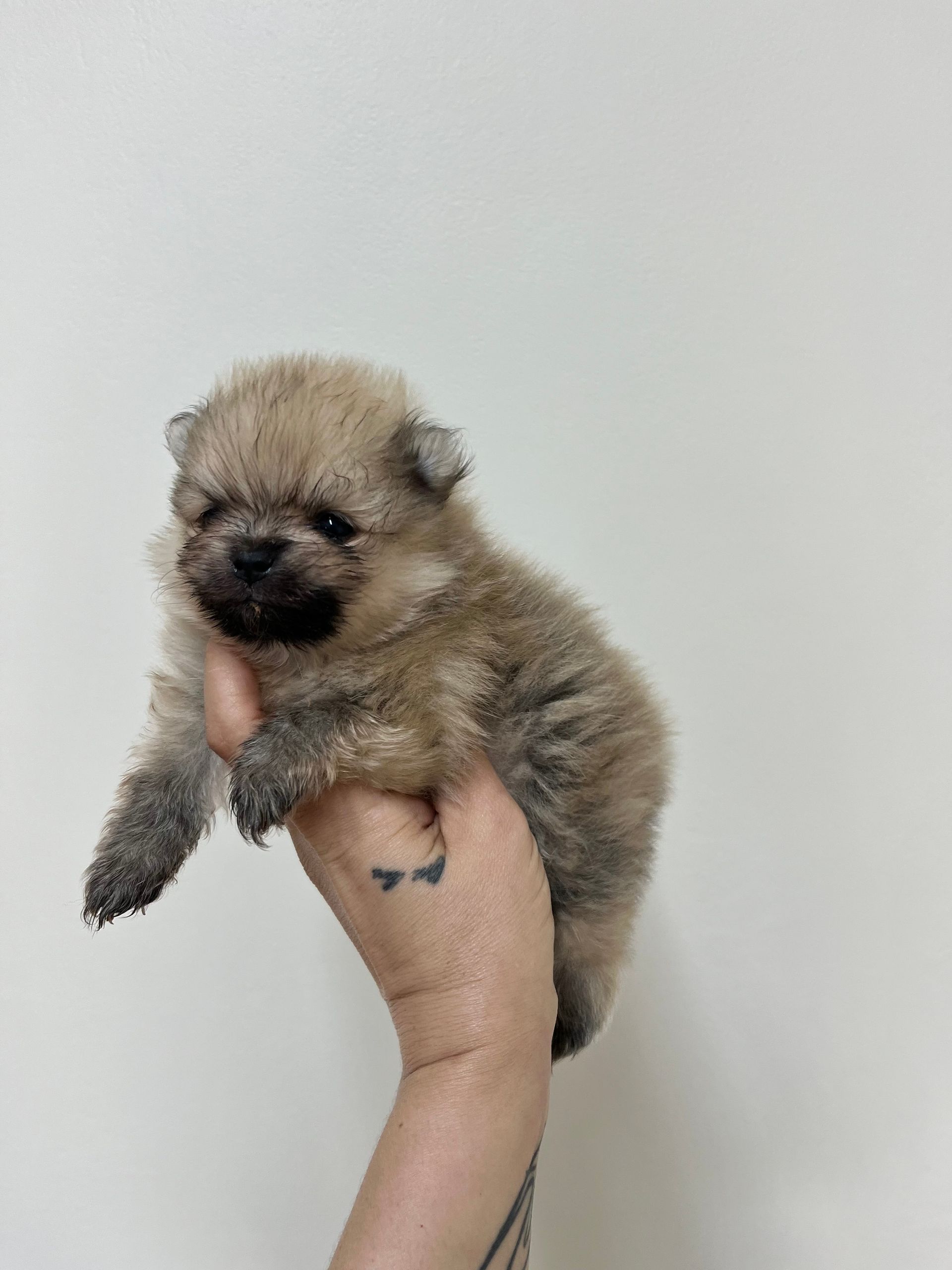 Chiot spitz nain du Gers