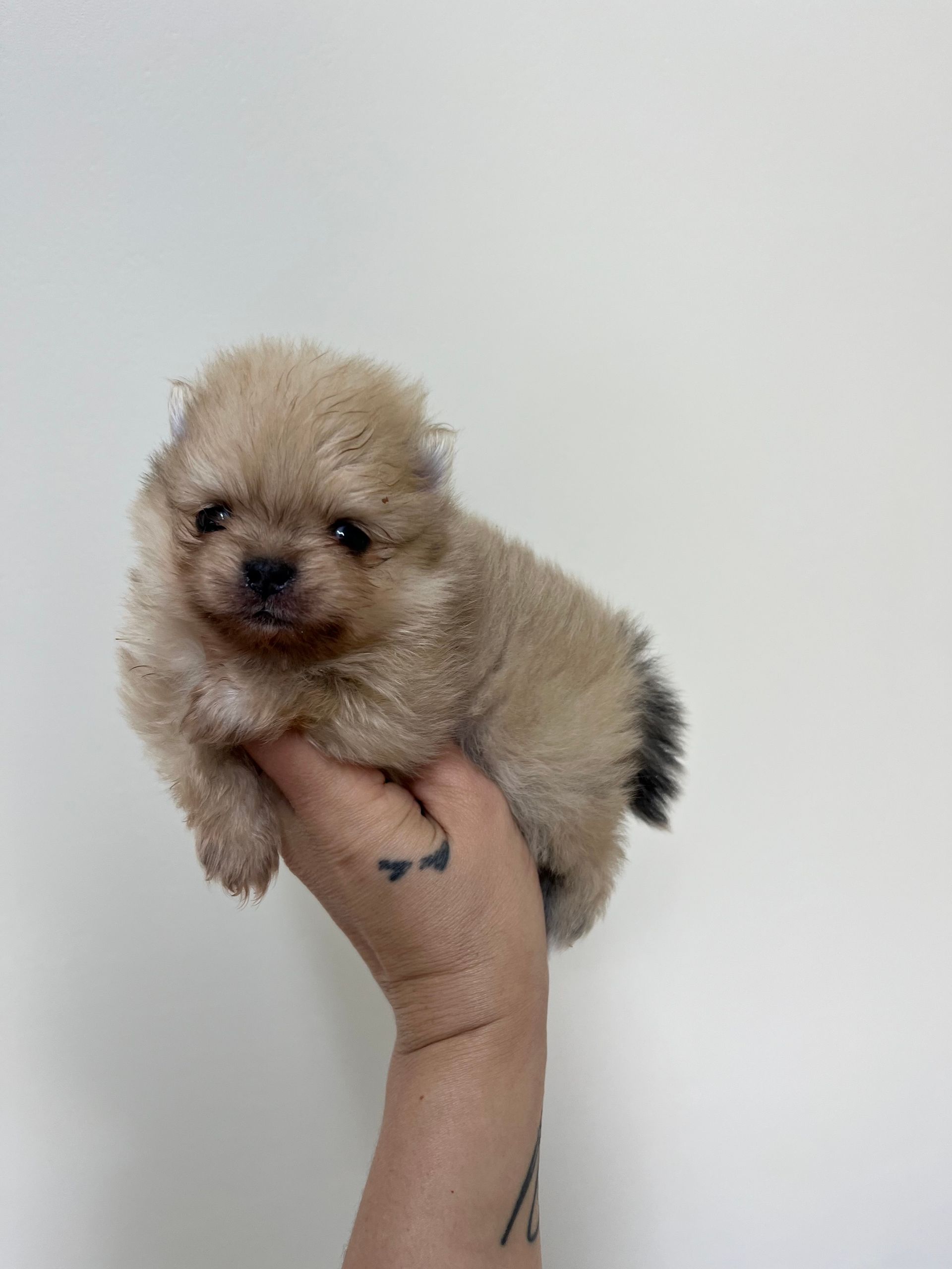 Chiot spitz nain crème aux yeux pétillants