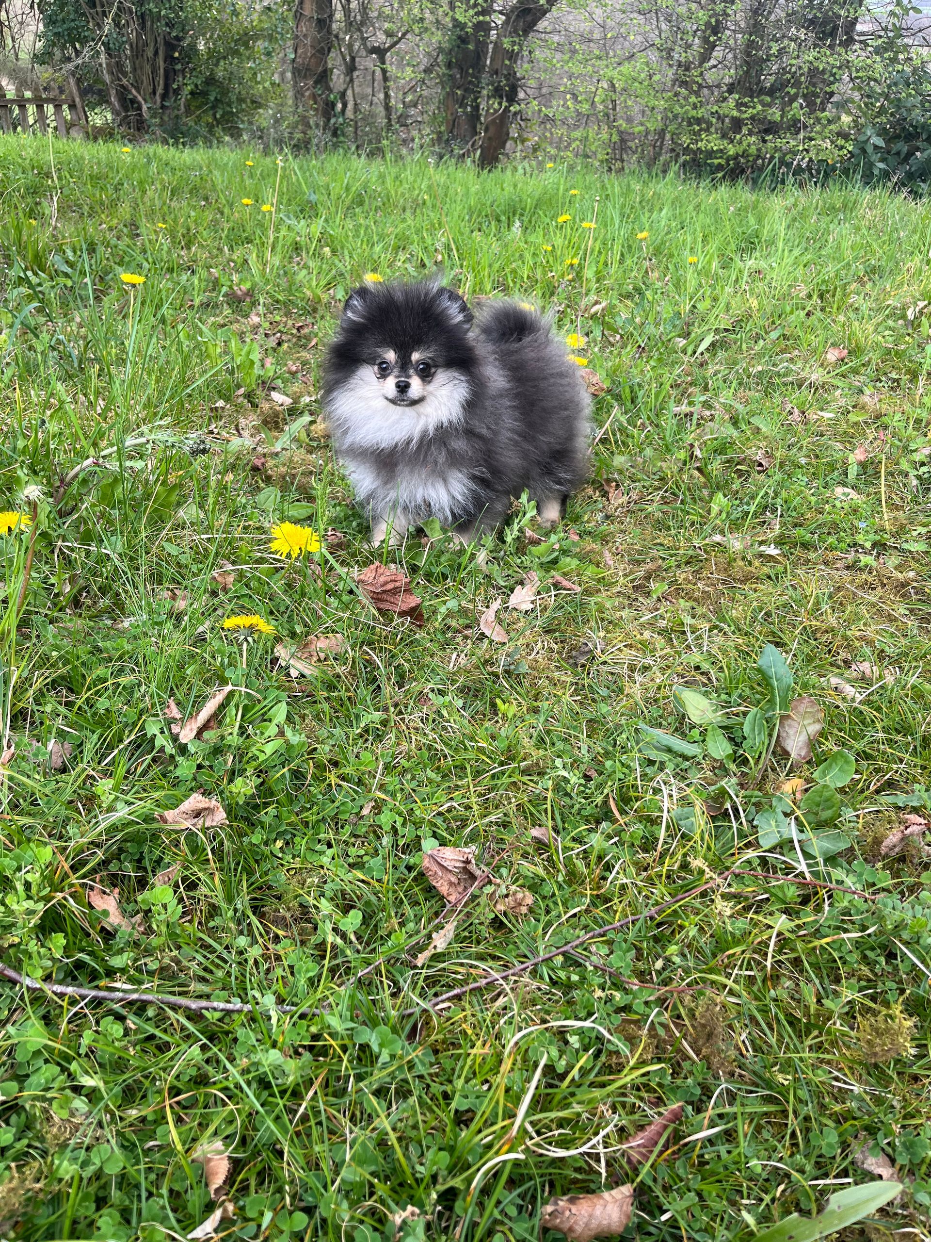 Chiot spitz nain blanc du Domaine des Petits Anges du Gers, posé dans l’herbe avec un air joueur