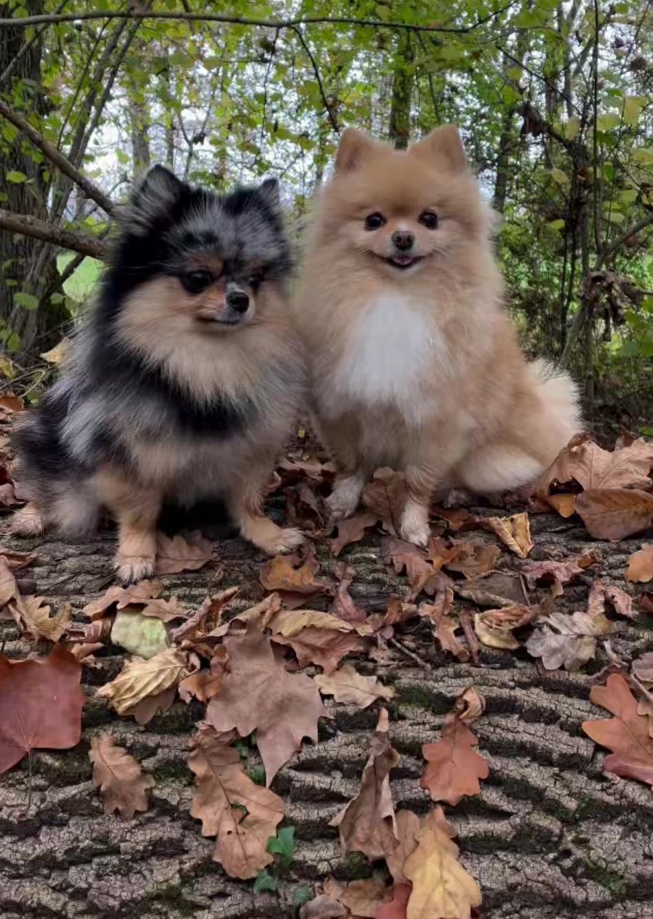 Poméranien blanc sur l'herbe tirant la langue 