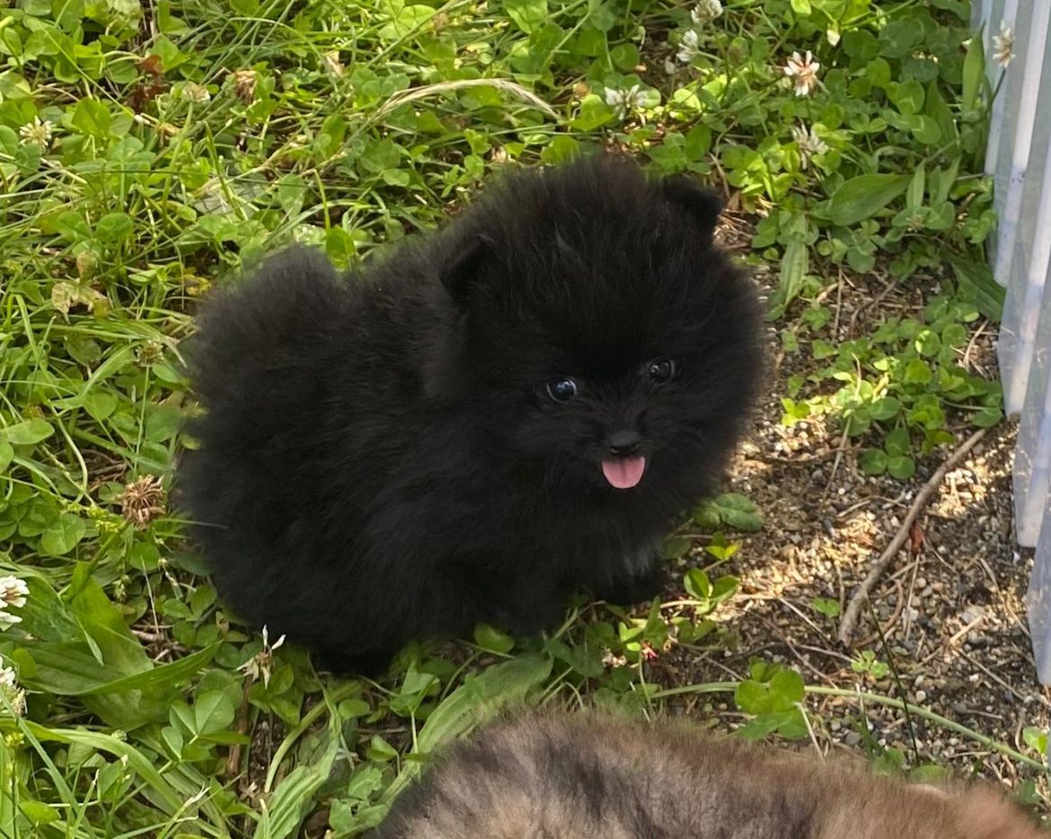 Petit spitz bleu merle