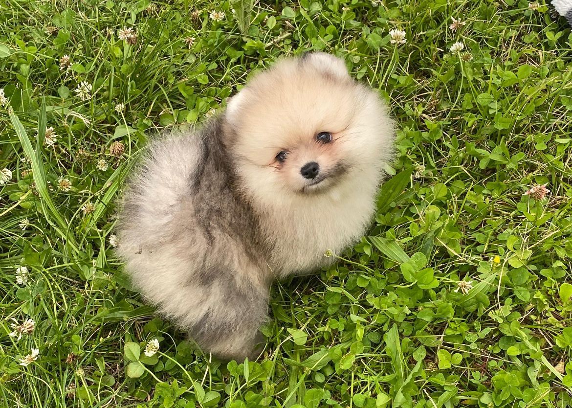 Petit spitz bleu merle