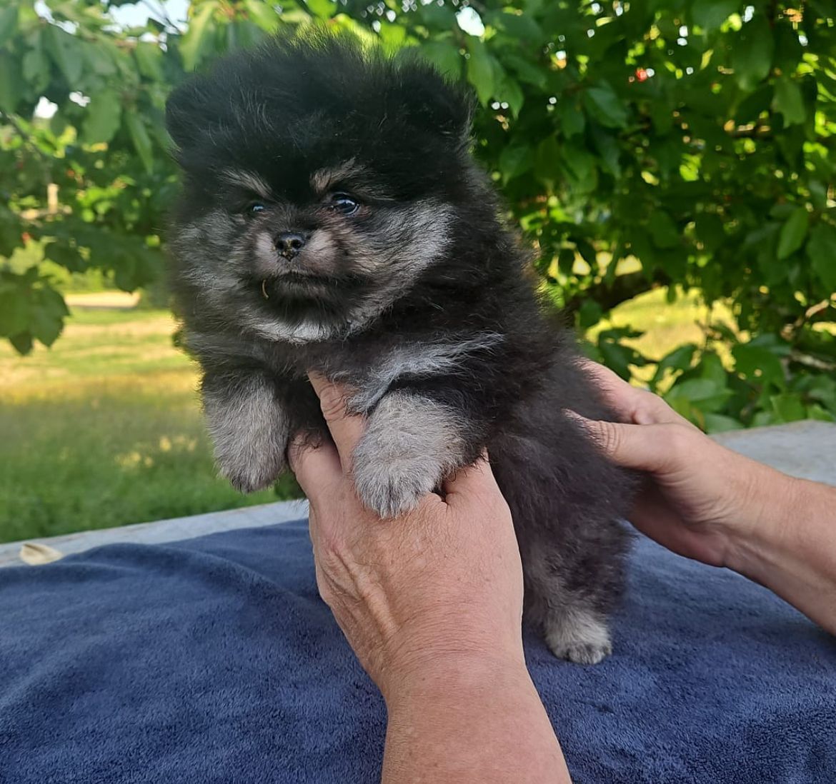 Petit spitz bleu merle