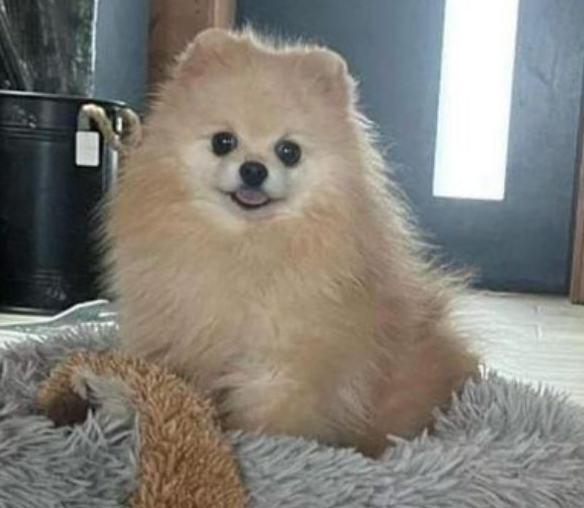 Chiot spitz noir 2025 du Domaine des Petits Anges du Gers 