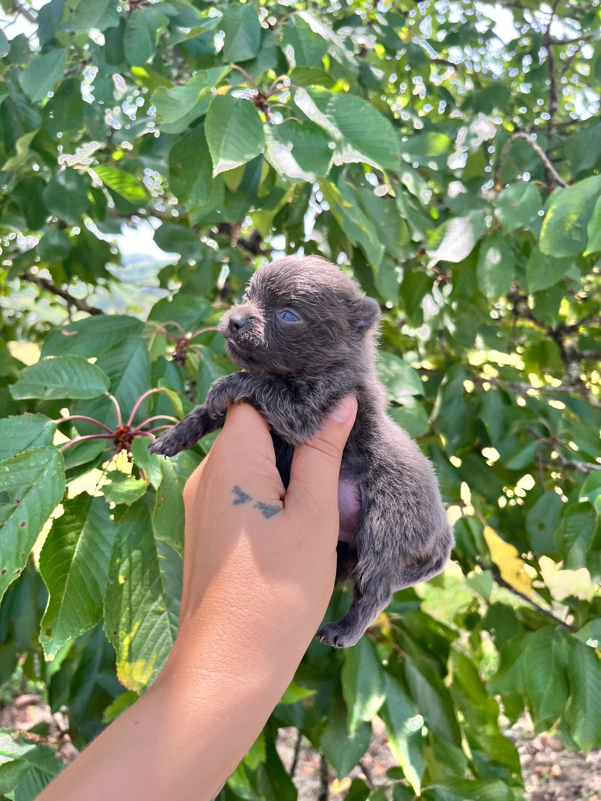Chiot spitz du Domaine des Petits Anges du Gers 